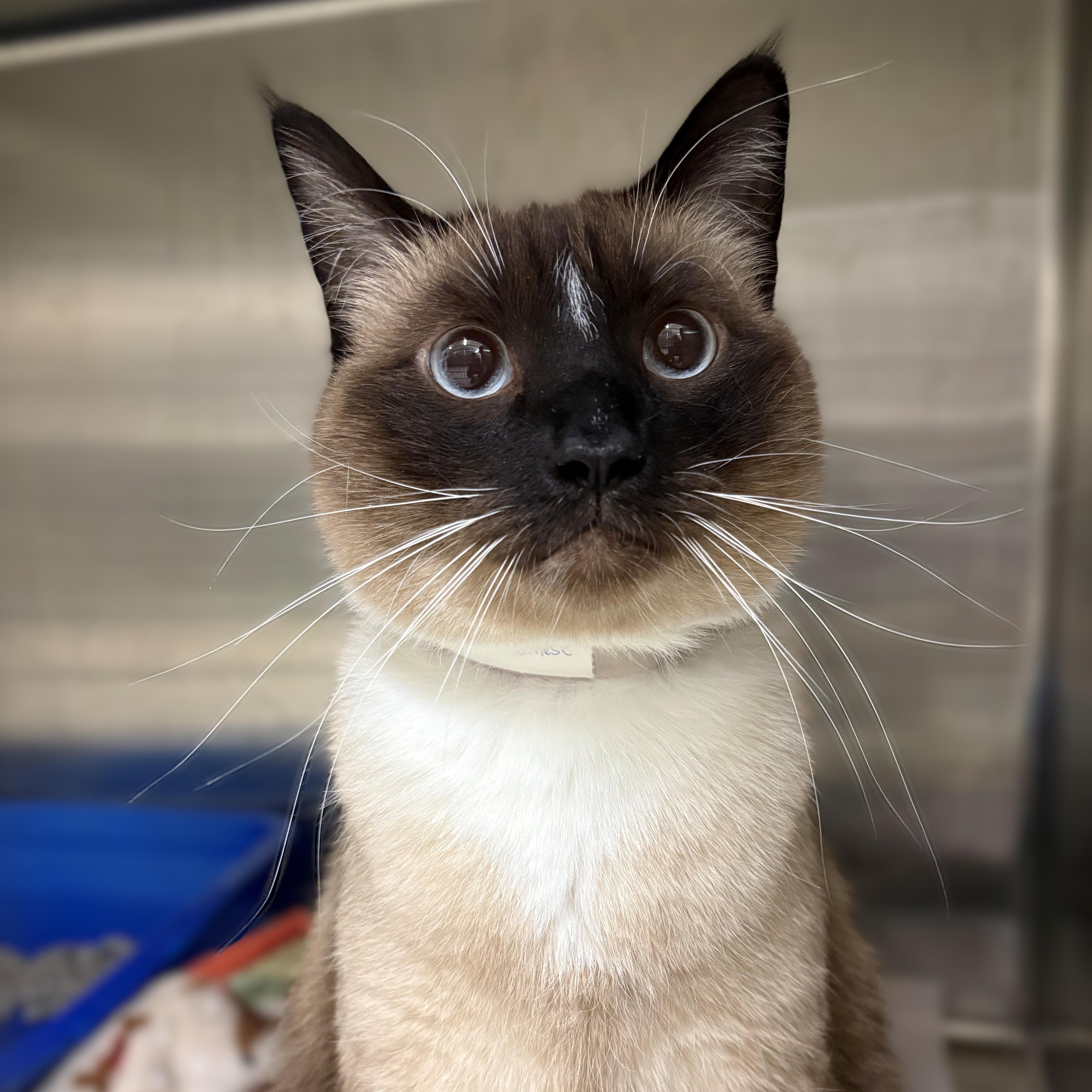 Oso- #50349, adopted, Adult Male Siamese.