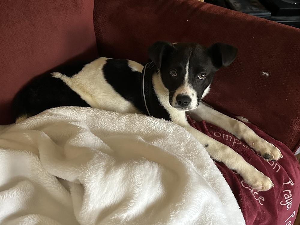 Peppermint — thumbnail 2