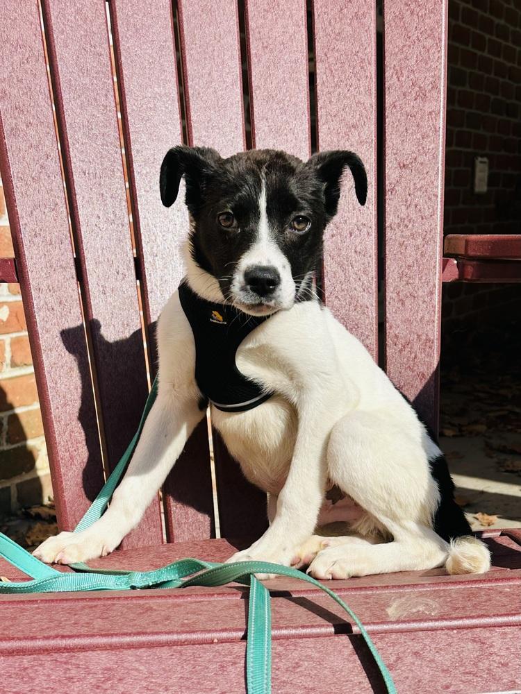 Peppermint — thumbnail 3