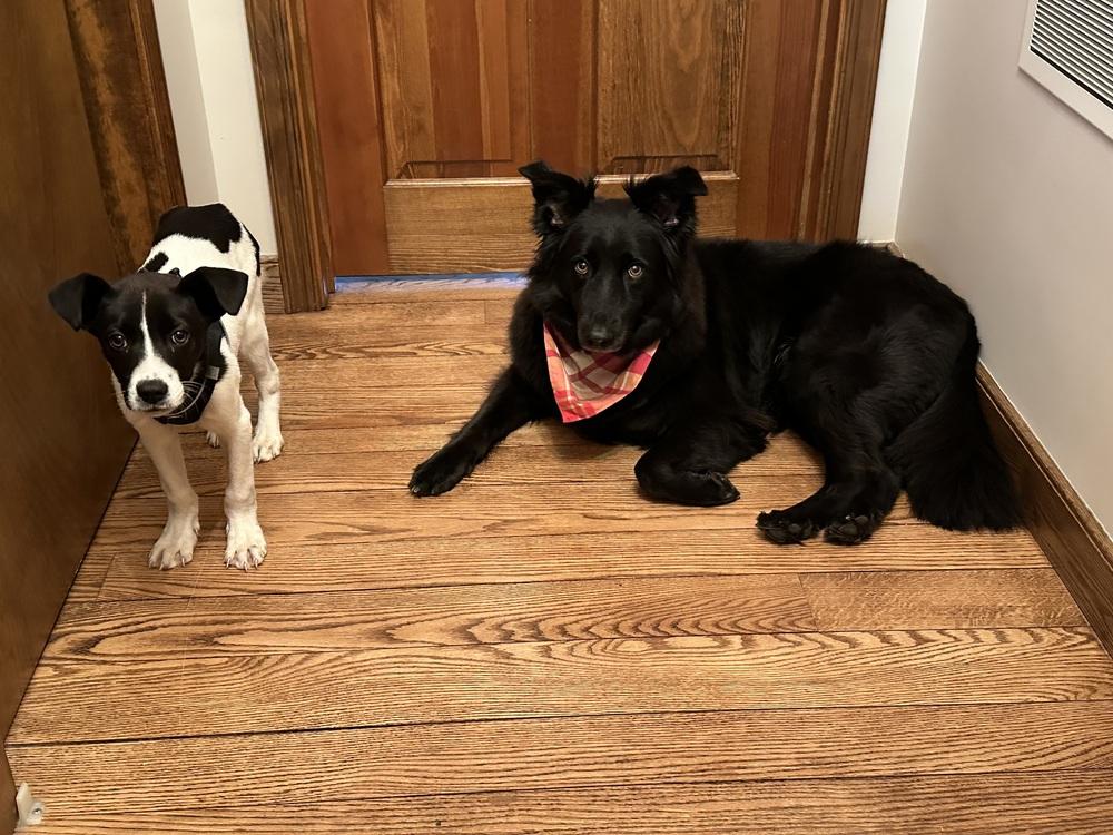 Peppermint — thumbnail 4