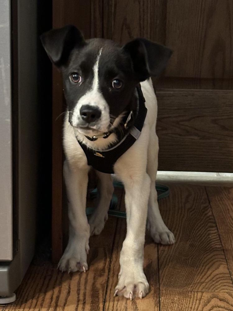 Peppermint — thumbnail 5