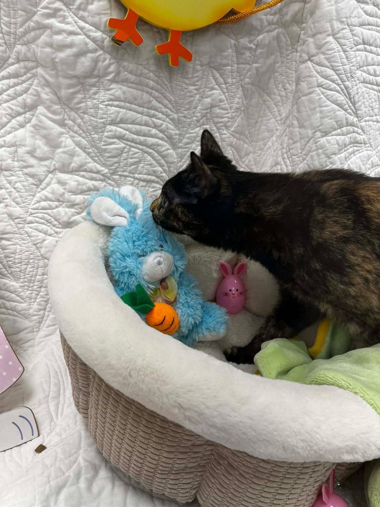 Chilli / Pepper, Adoptable, Young Female Domestic Short Hair.