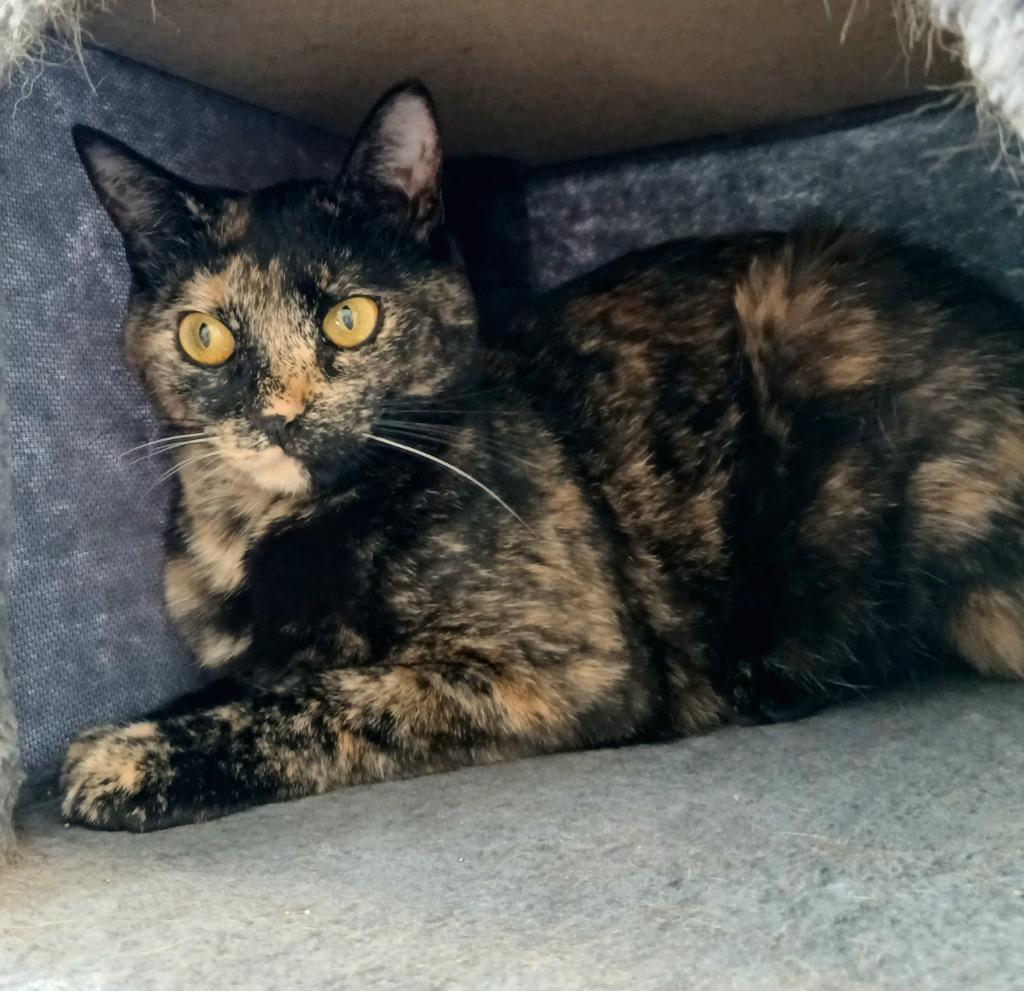 Chilli / Pepper, Adoptable, Young Female Domestic Short Hair.
