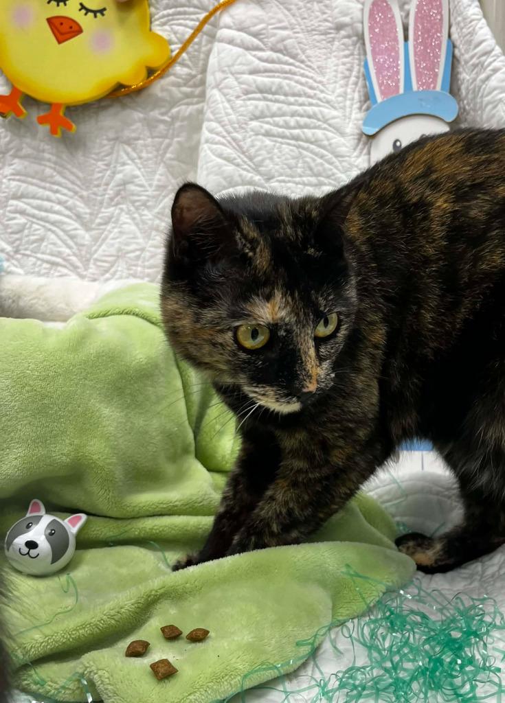 Enlarge Chilli / Pepper, a Adoptable mixed breed in Sunrise Beach, MO image 3/6