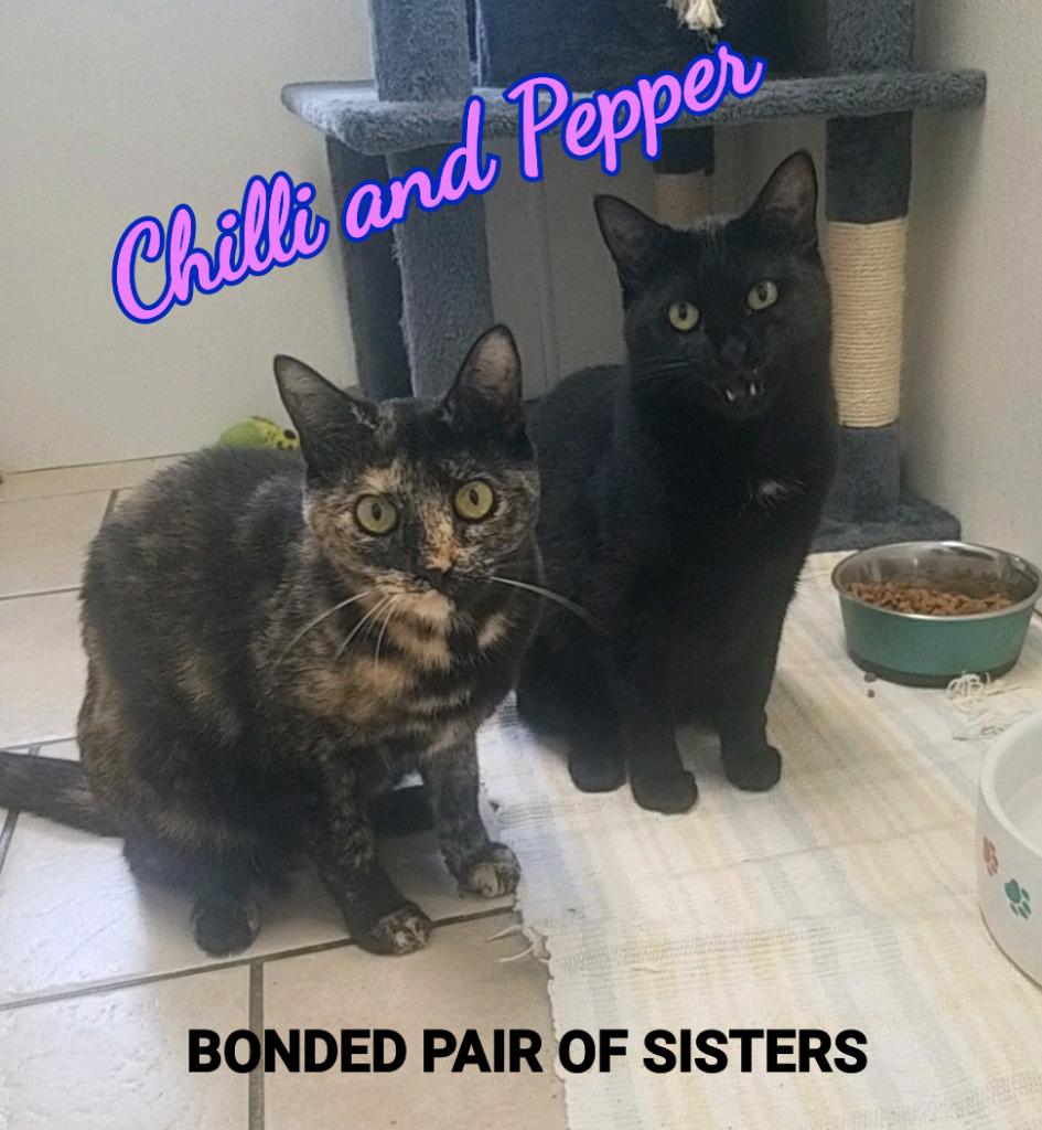Enlarge Chilli / Pepper, a Adoptable mixed breed in Sunrise Beach, MO image 2/4