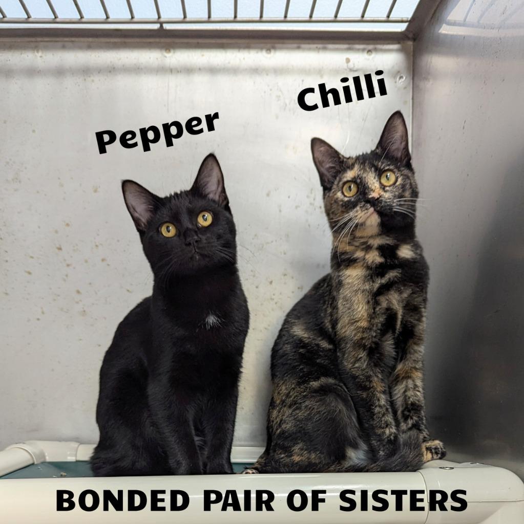Enlarge Chilli / Pepper, a Adoptable mixed breed in Sunrise Beach, MO image 2/4