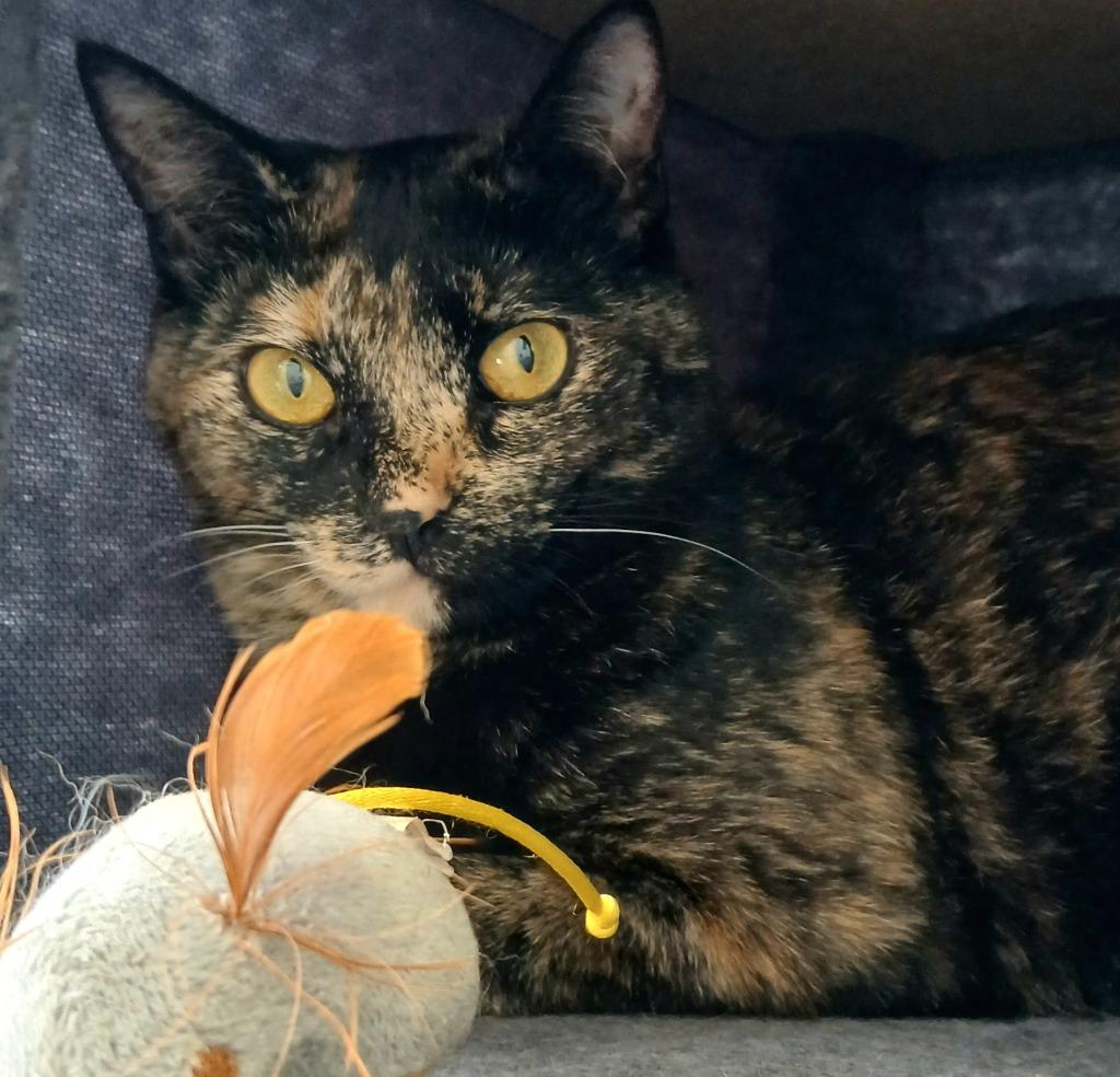 Enlarge Chilli / Pepper, a Adoptable mixed breed in Sunrise Beach, MO image 3/4