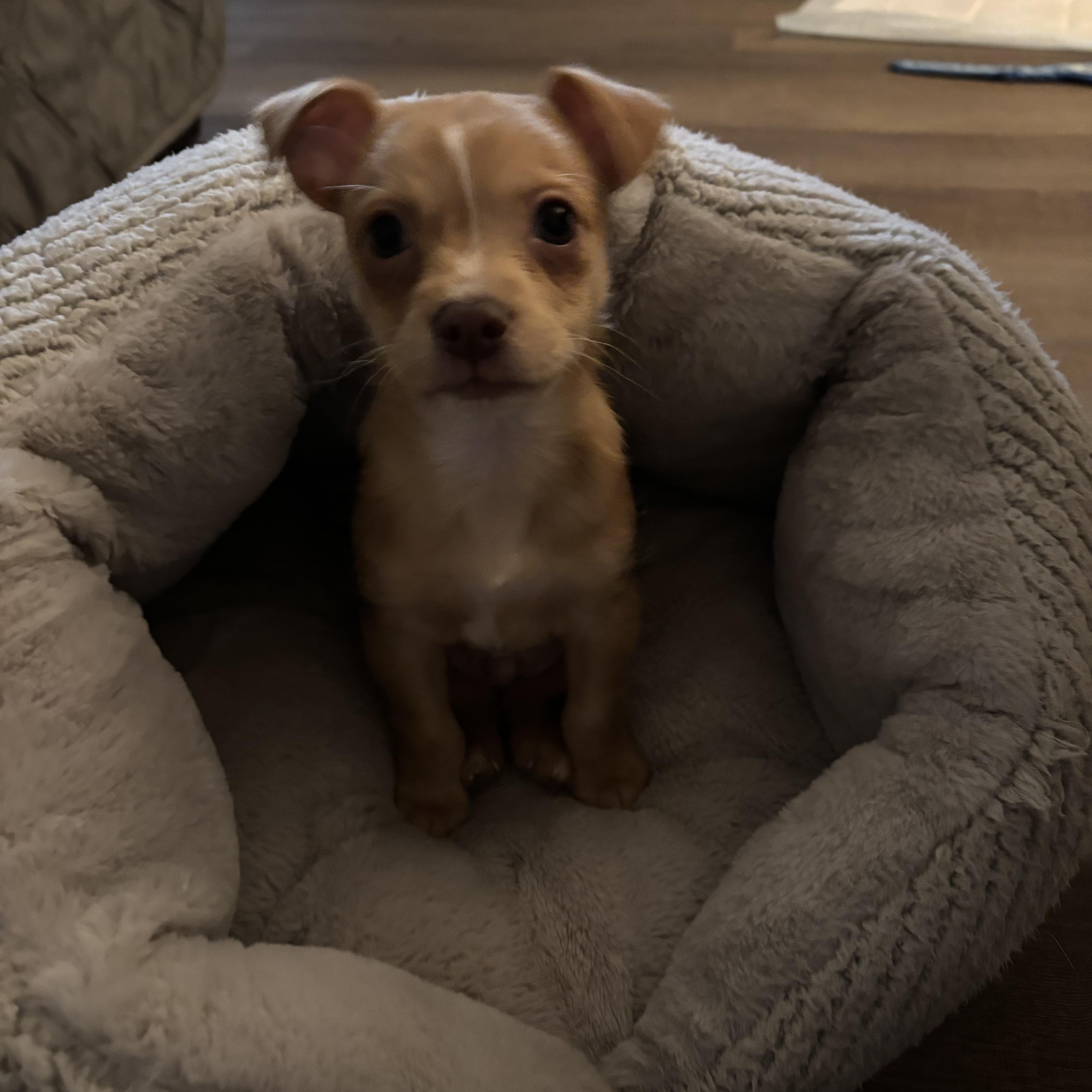 Enlarge Gilbert, a ADOPTABLE mixed breed in Beaufort, NC image 2/2