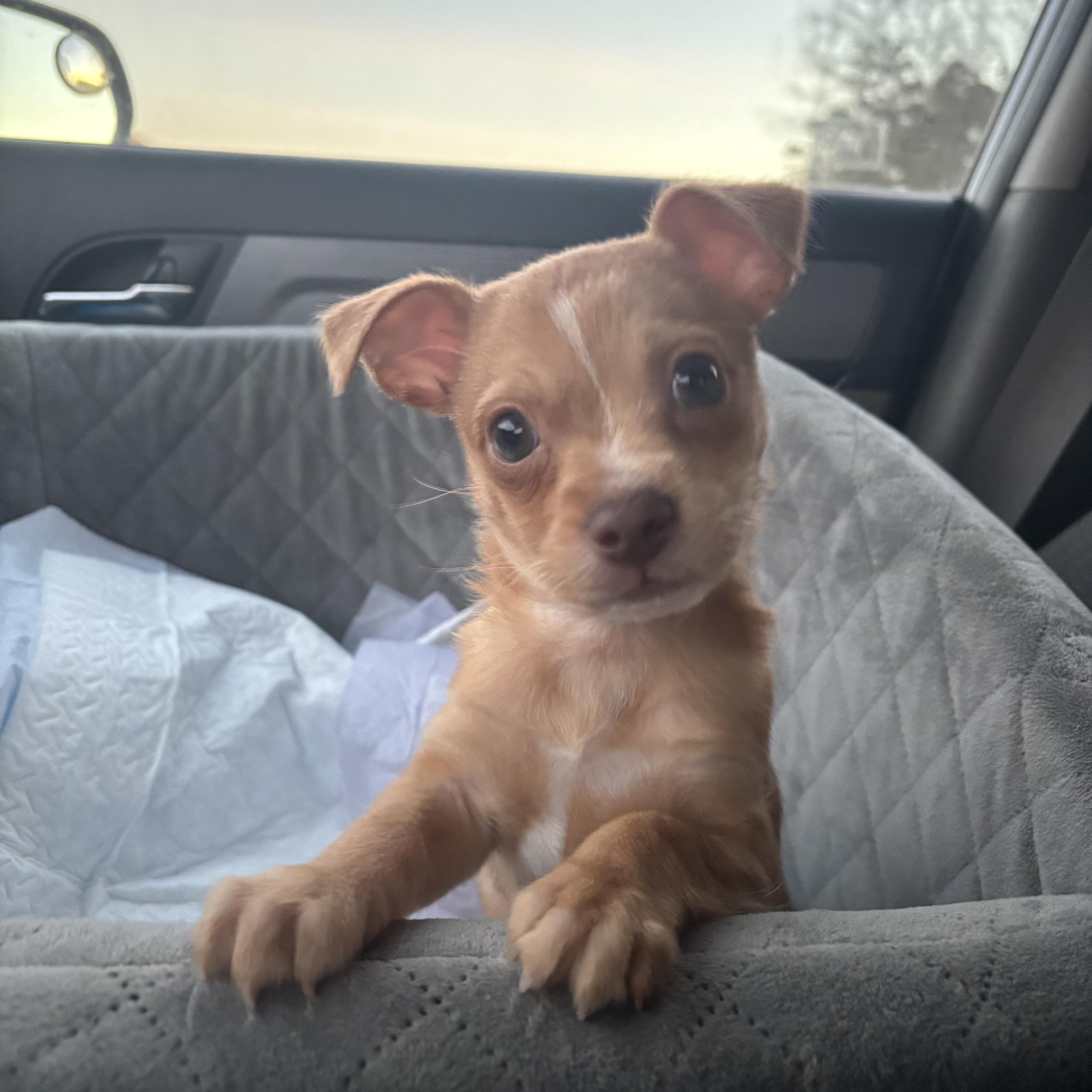 Gilbert, ADOPTABLE, Puppy Male Chihuahua.