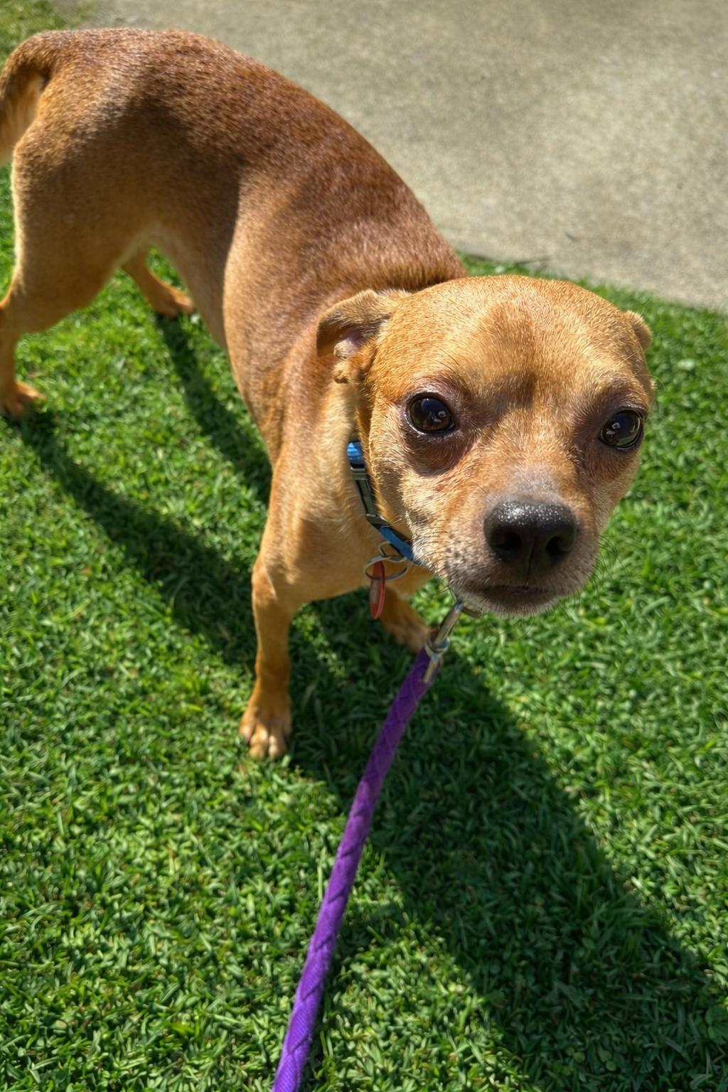 Abner, Adopted, Adult Male Chihuahua.