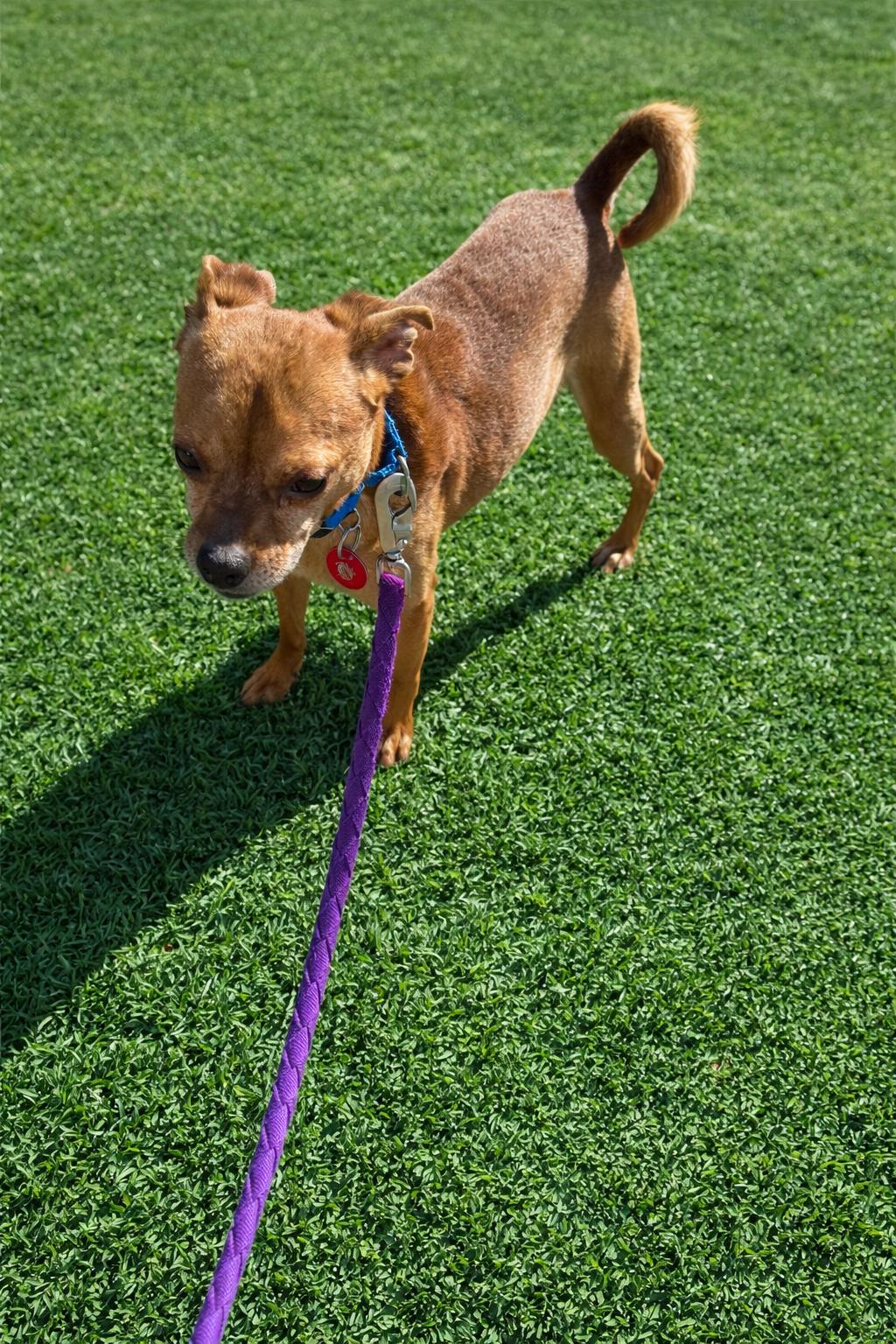 Enlarge Abner, a Adopted Chihuahua in Nashville, TN image 2/3