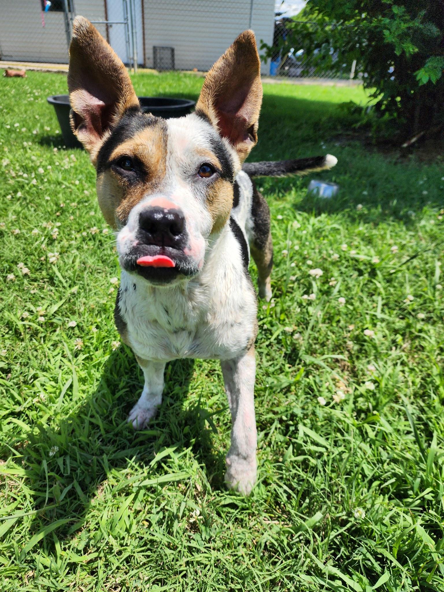 Love, Adoptable, Adult Female Terrier.