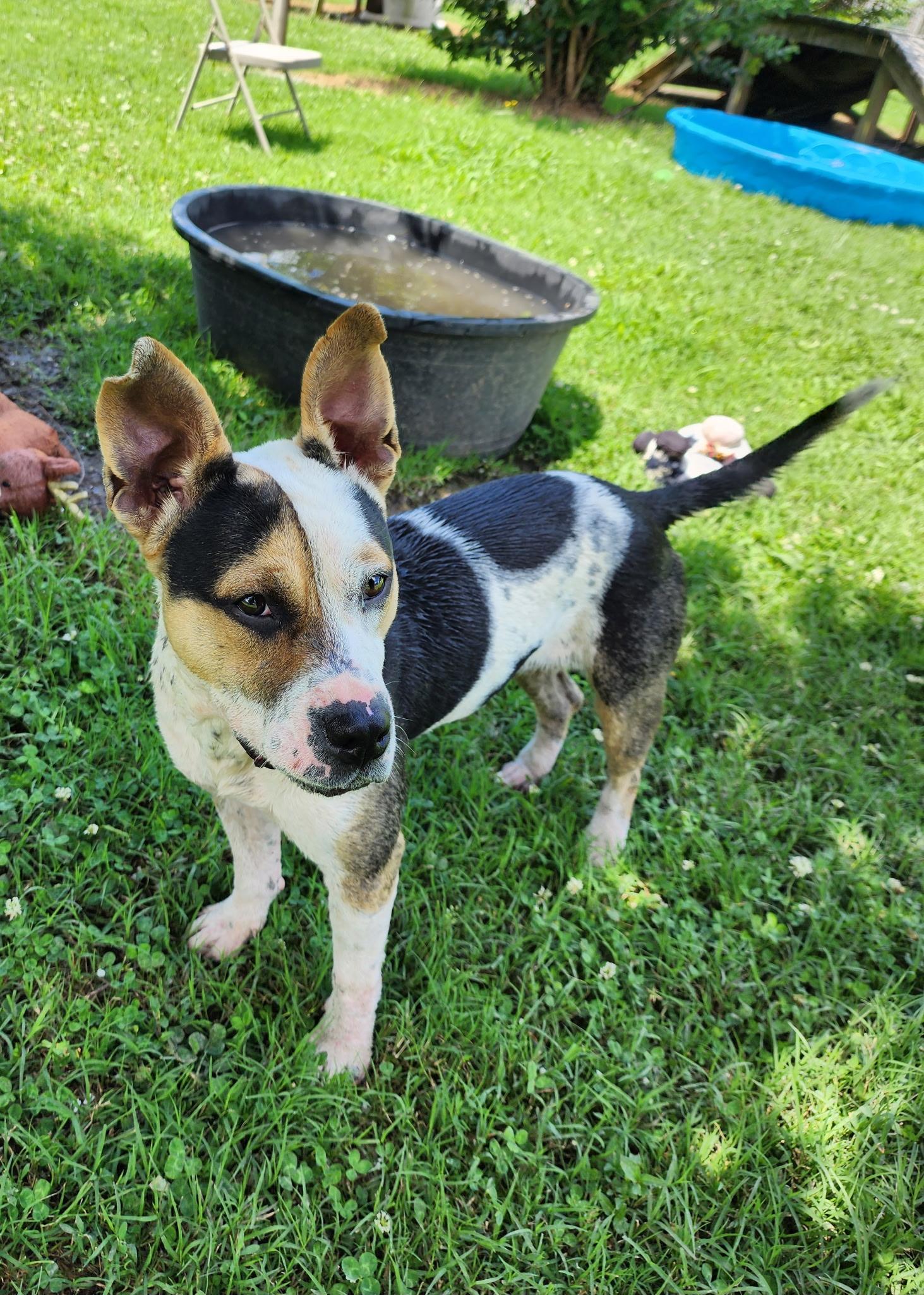 Love, a Adoptable Terrier in Blytheville, AR image 2/3