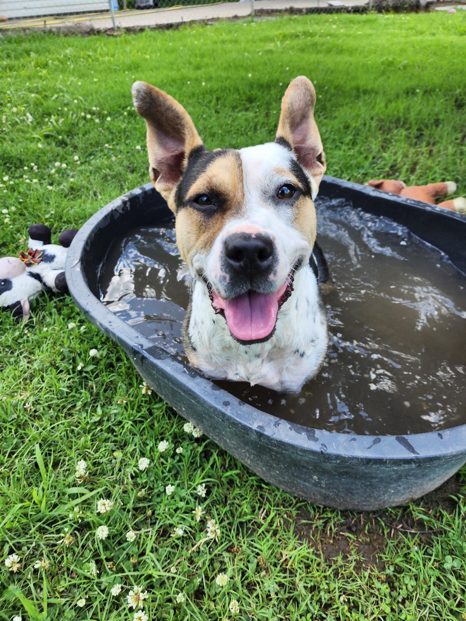 Love, a Adoptable Terrier in Blytheville, AR image 3/3