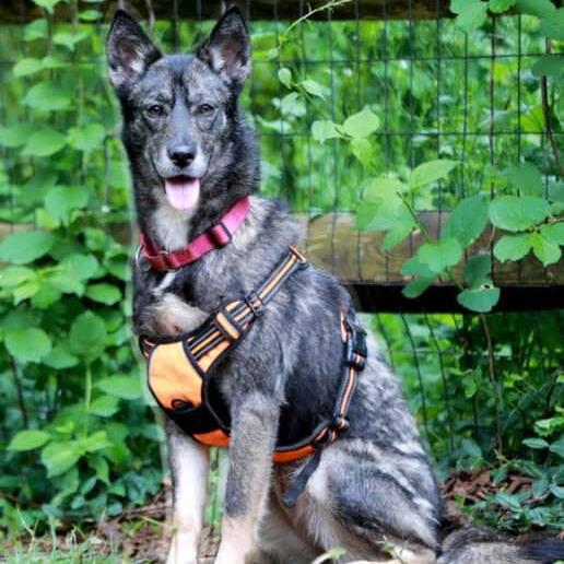 Enlarge Kita, a Adoptable mixed breed in Aldie, VA image 1/6