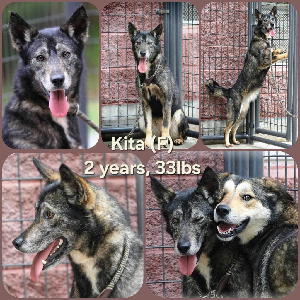 Kita, Adoptable, Adult Female Husky.