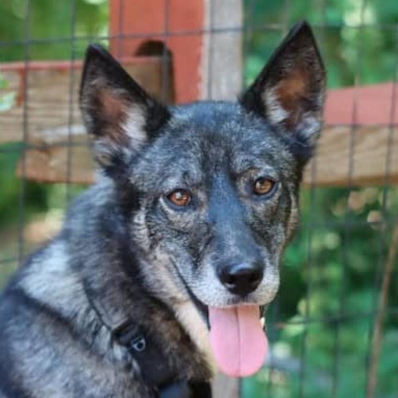 Enlarge Kita, a Adoptable mixed breed in Aldie, VA image 2/6