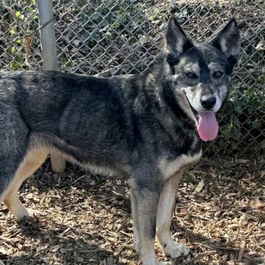 Enlarge Kita, a Adoptable mixed breed in Aldie, VA image 3/6