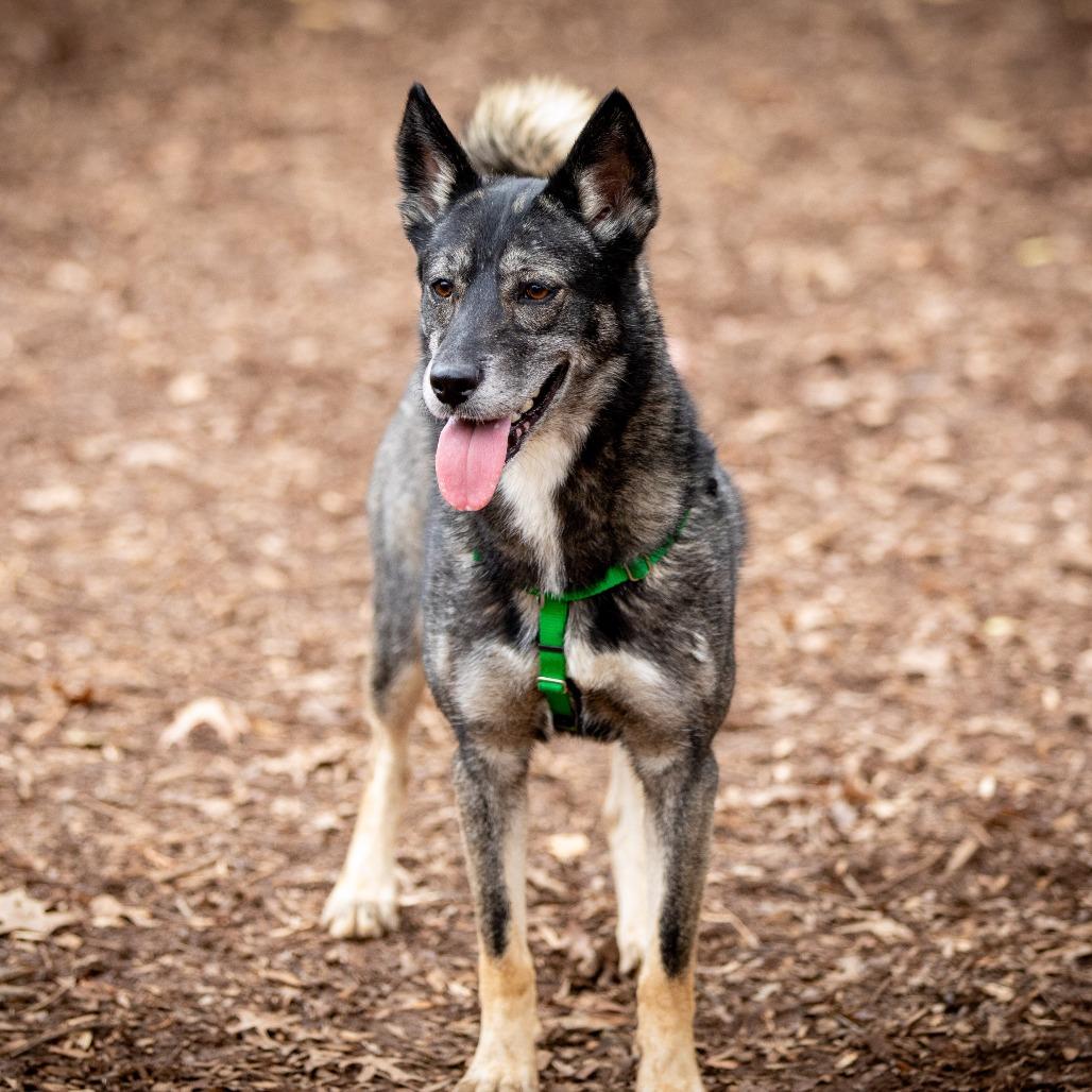 Enlarge Kita, a Adoptable mixed breed in Aldie, VA image 4/6