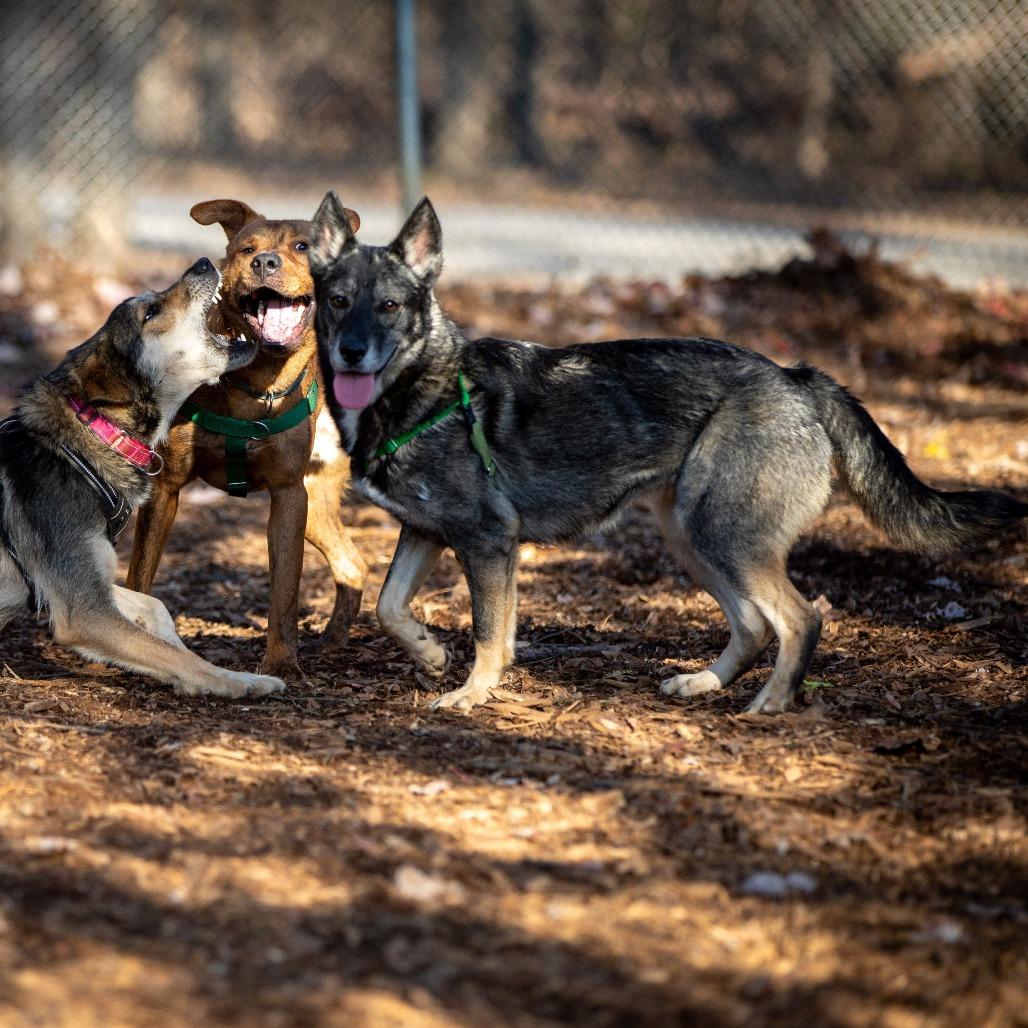 Enlarge Kita, a Adoptable mixed breed in Aldie, VA image 5/6