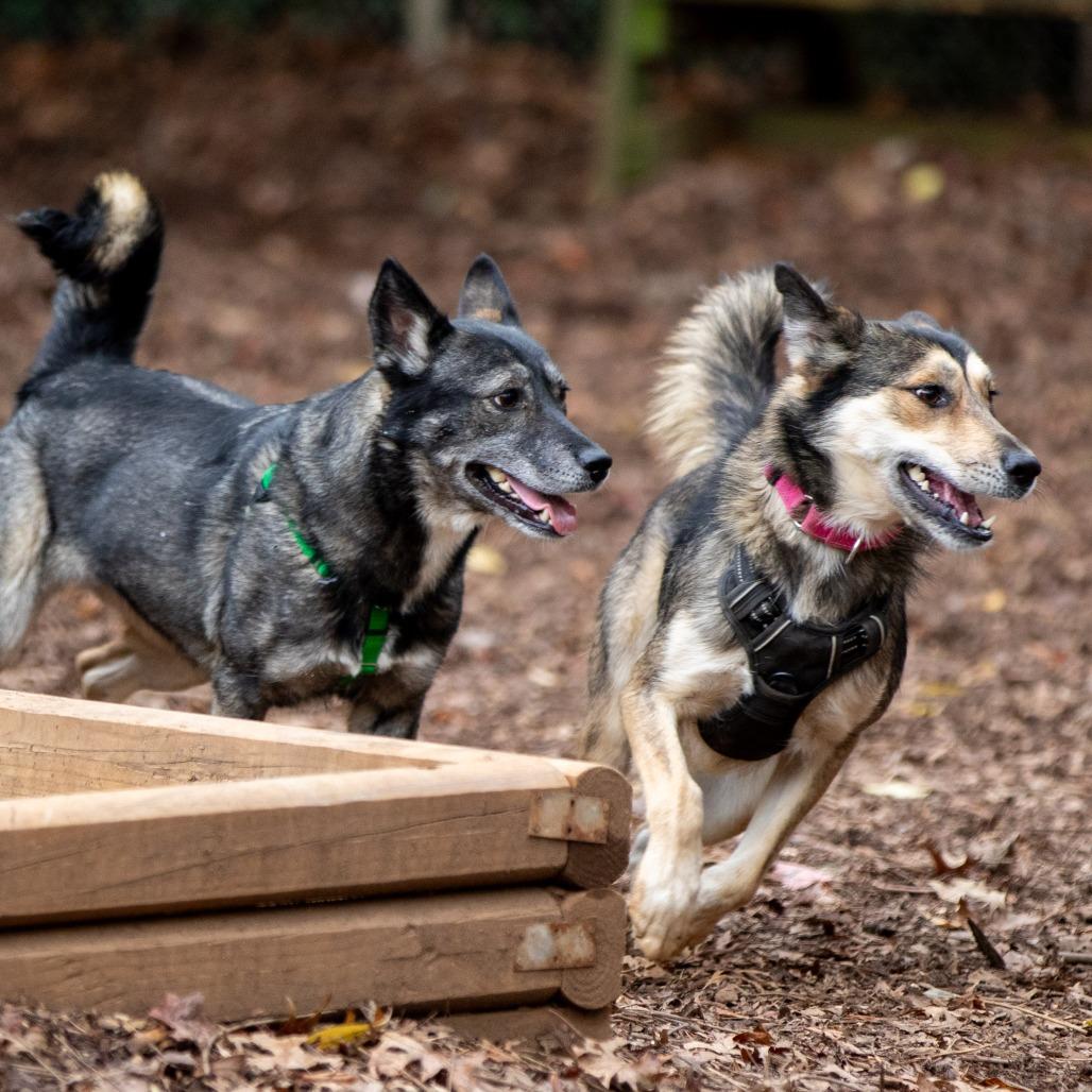 Enlarge Kita, a Adoptable mixed breed in Aldie, VA image 6/6