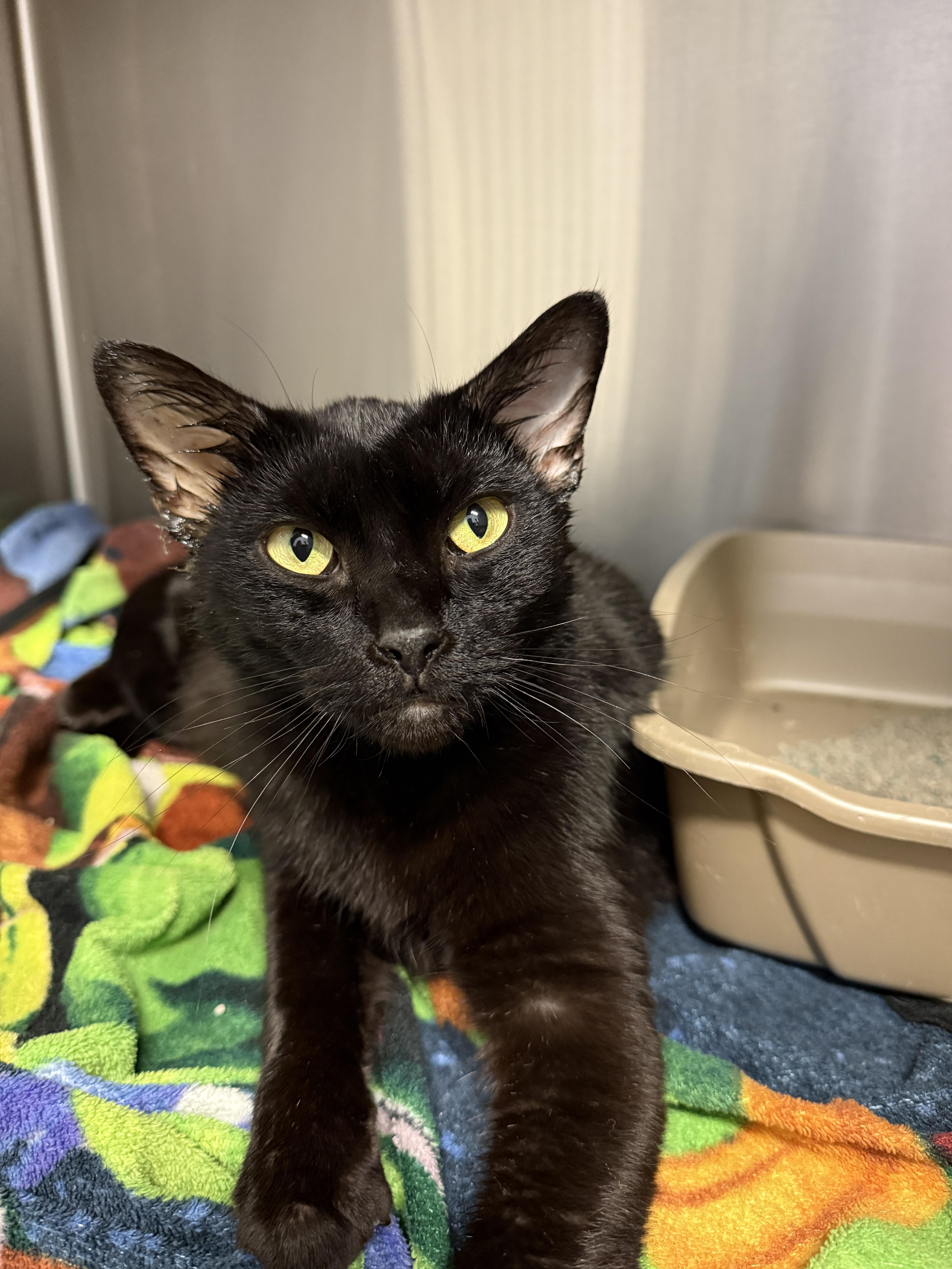 Enlarge Slim Jim, a Adoptable mixed breed in Grand Rapids, MI image 1/3