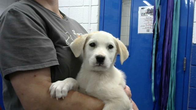 HANK, Adoptable, Puppy Male Labrador Retriever & Mixed Breed.