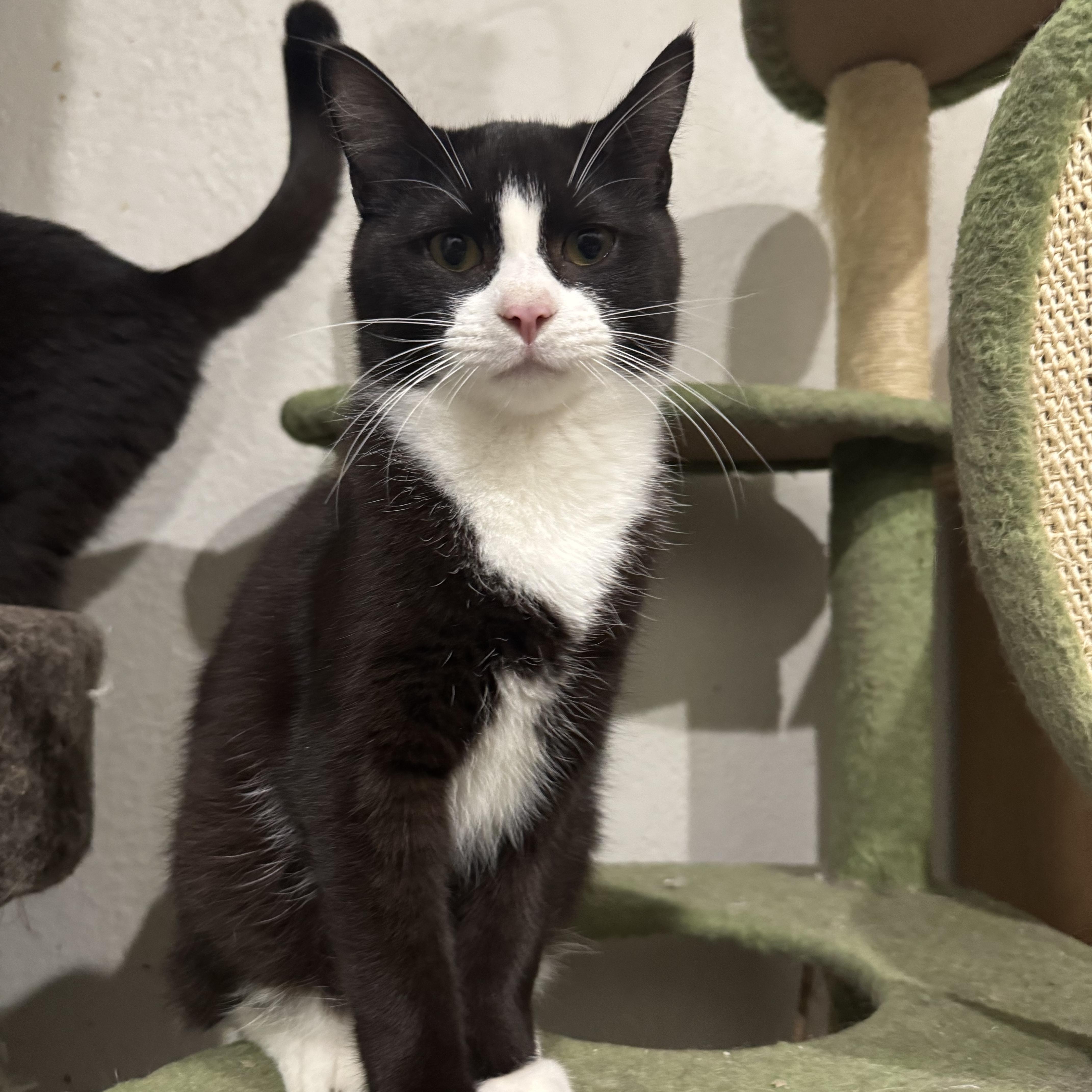 Enlarge Scallion, a Adoptable Domestic Short Hair in Pembroke Pines, FL image 1/3