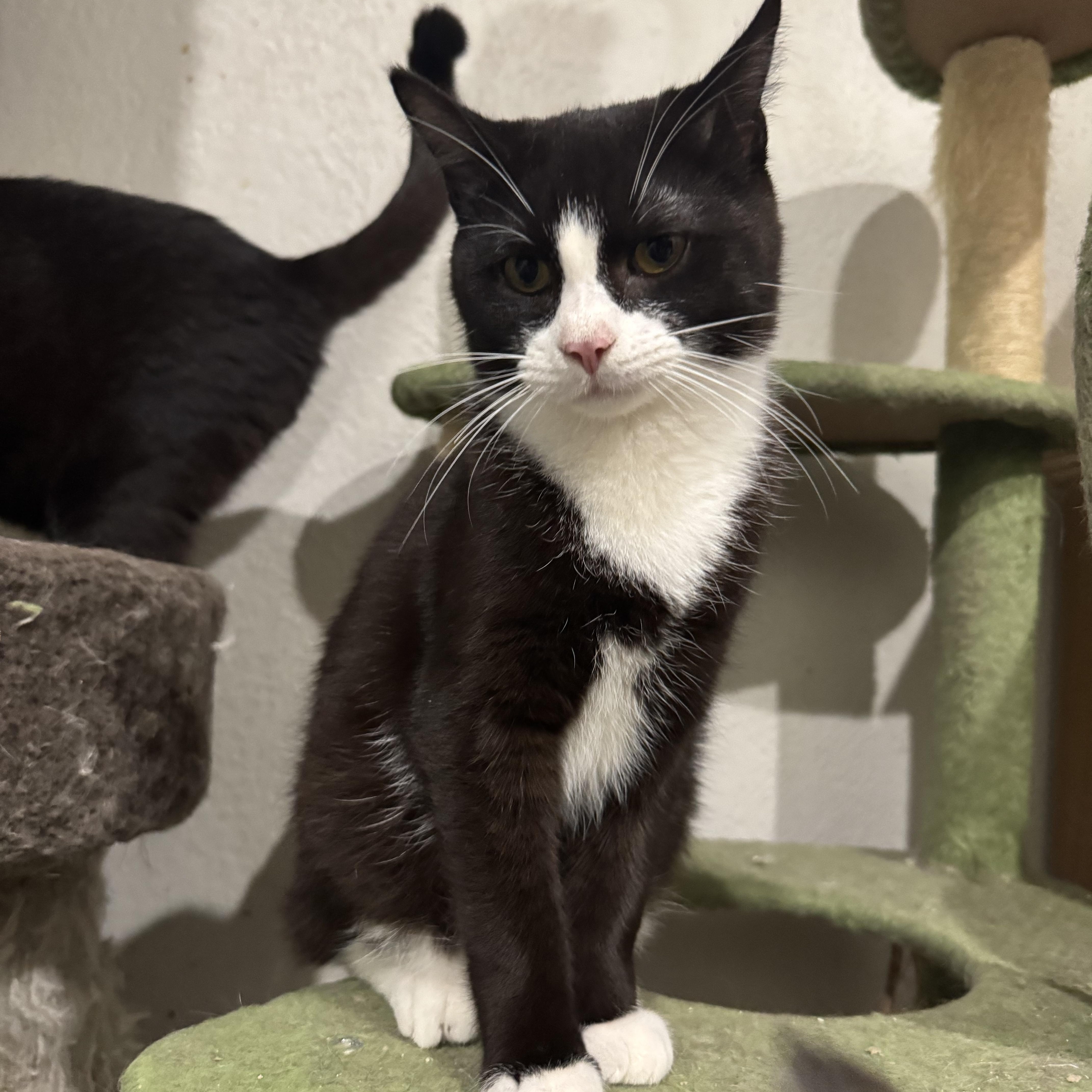 Enlarge Scallion, a Adoptable Domestic Short Hair in Pembroke Pines, FL image 3/3