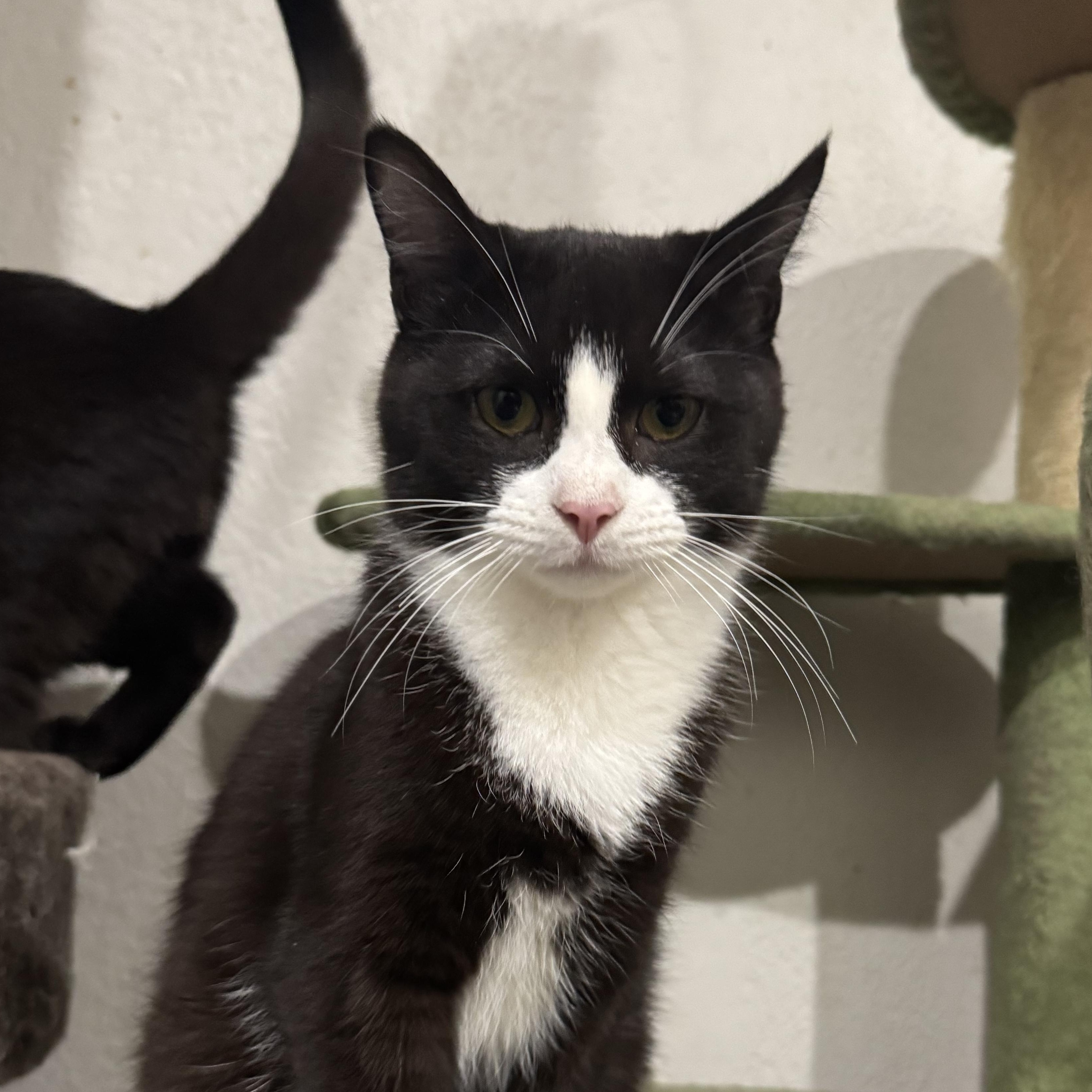 Enlarge Scallion, a Adoptable Domestic Short Hair in Pembroke Pines, FL image 2/3