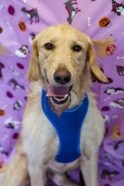 Rusty, Adoptable, Adult Male Golden Retriever & Mixed Breed.