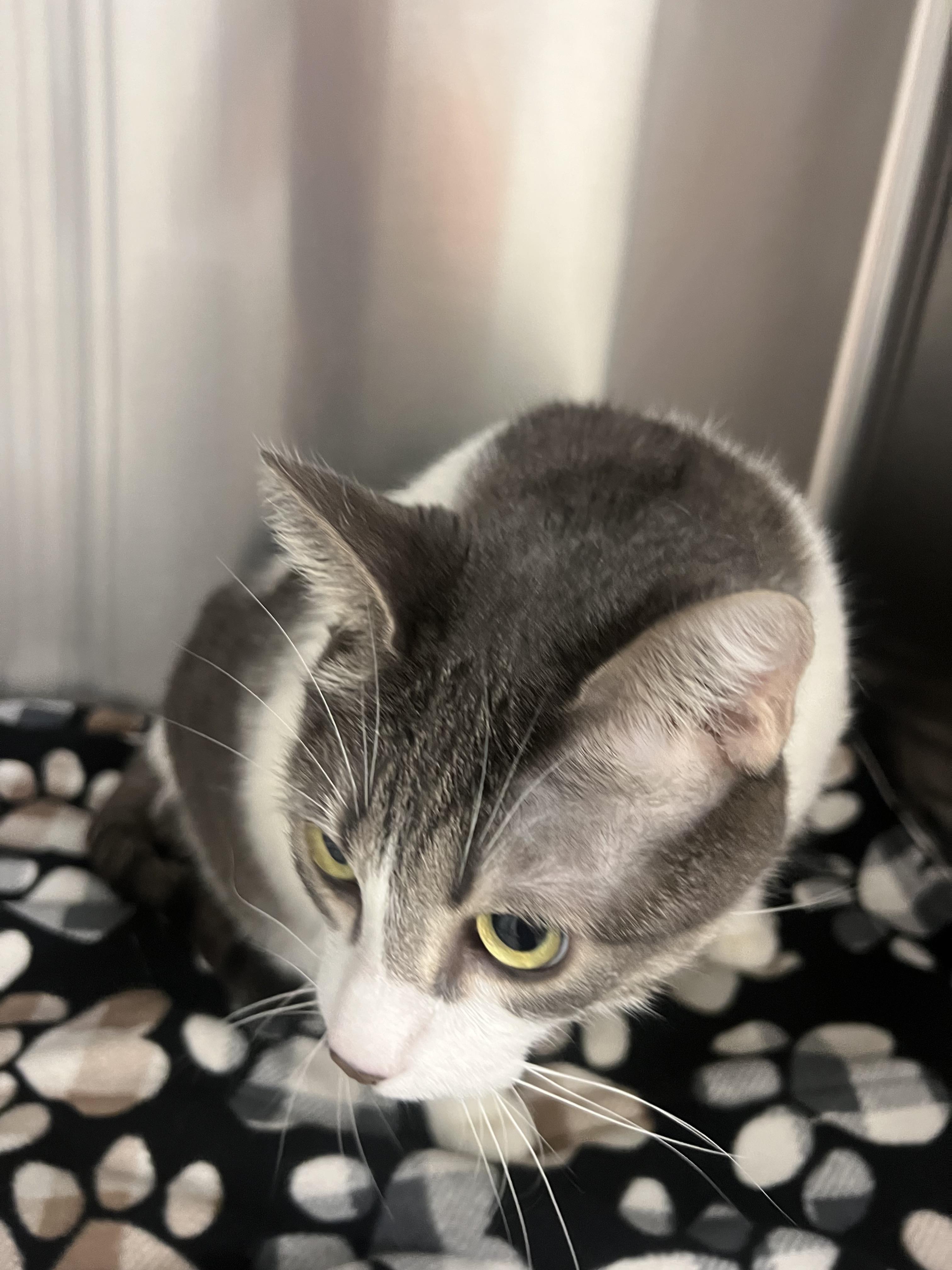 Enlarge Lala (Bonded with Luke), a Adoptable mixed breed in Chico, CA image 1/4