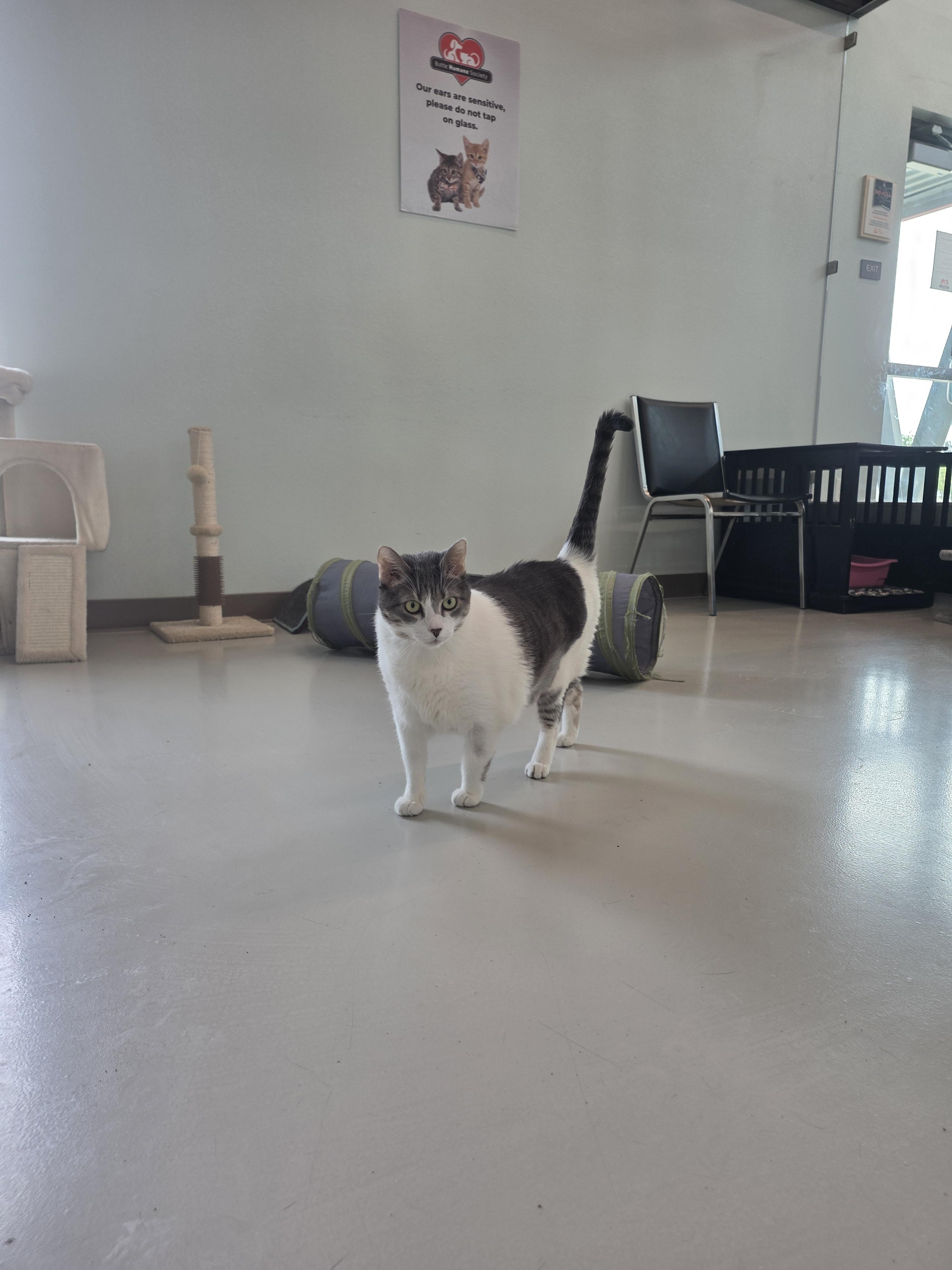 Enlarge Lala (Bonded with Luke), a Adoptable mixed breed in Chico, CA image 2/4