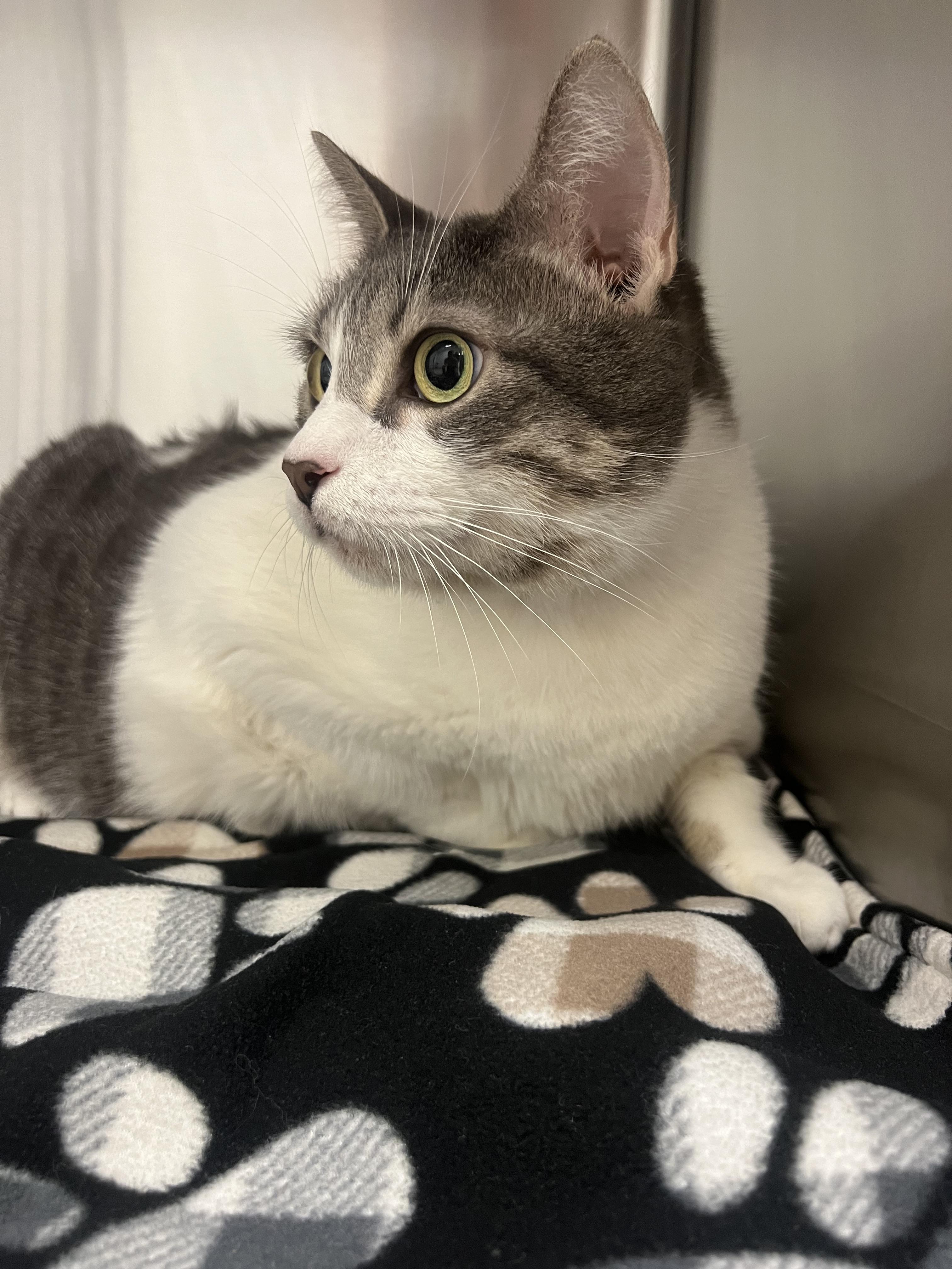 Enlarge Lala (Bonded with Luke), a Adoptable mixed breed in Chico, CA image 3/4