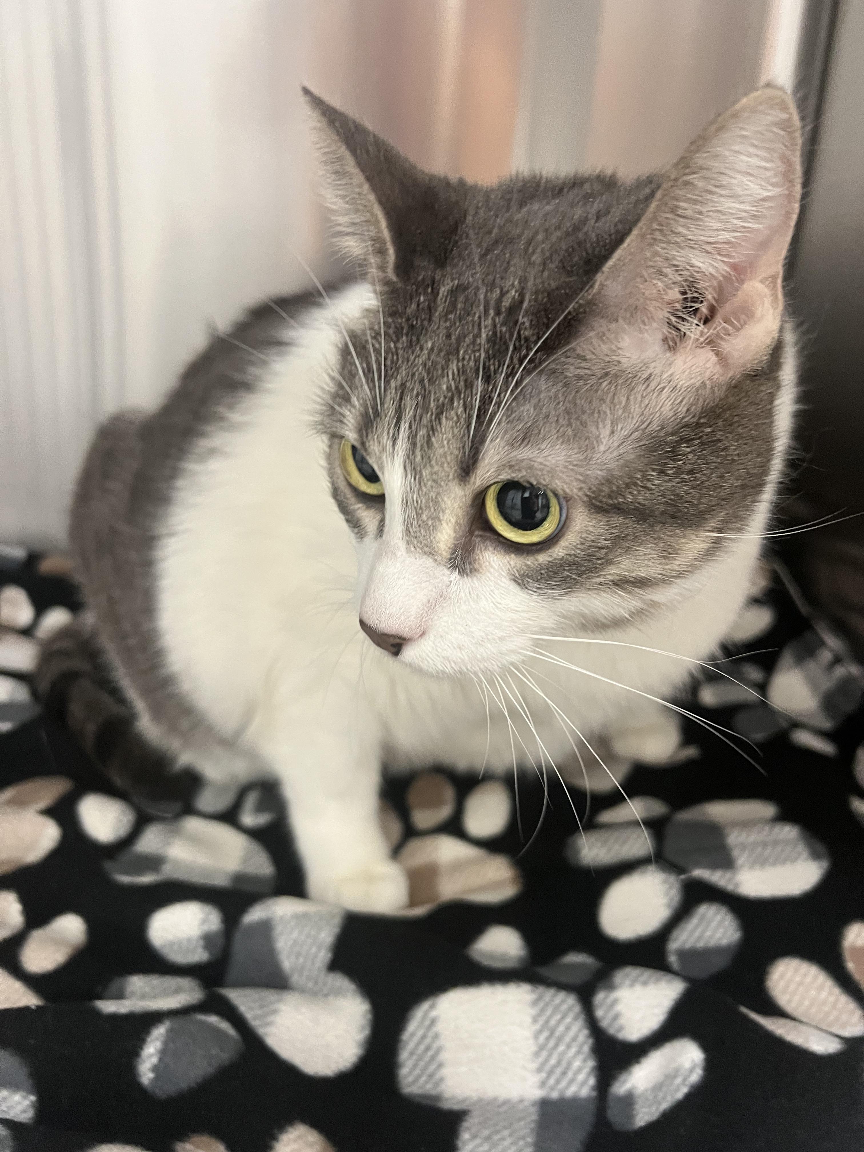 Enlarge Lala (Bonded with Luke), a Adoptable mixed breed in Chico, CA image 4/4