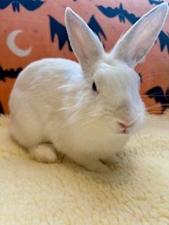 Suzie, Adoptable, Young Female Lionhead.