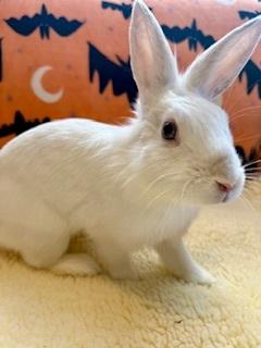 Suzie, a Adoptable Lionhead in Folsom, CA image 2/5