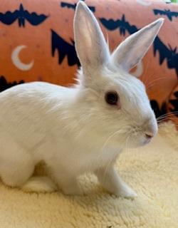 Suzie, a Adoptable Lionhead in Folsom, CA image 3/5