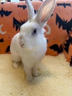 Suzie, a Adoptable Lionhead in Folsom, CA image 4/5