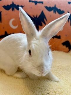 Suzie, a Adoptable Lionhead in Folsom, CA image 5/5