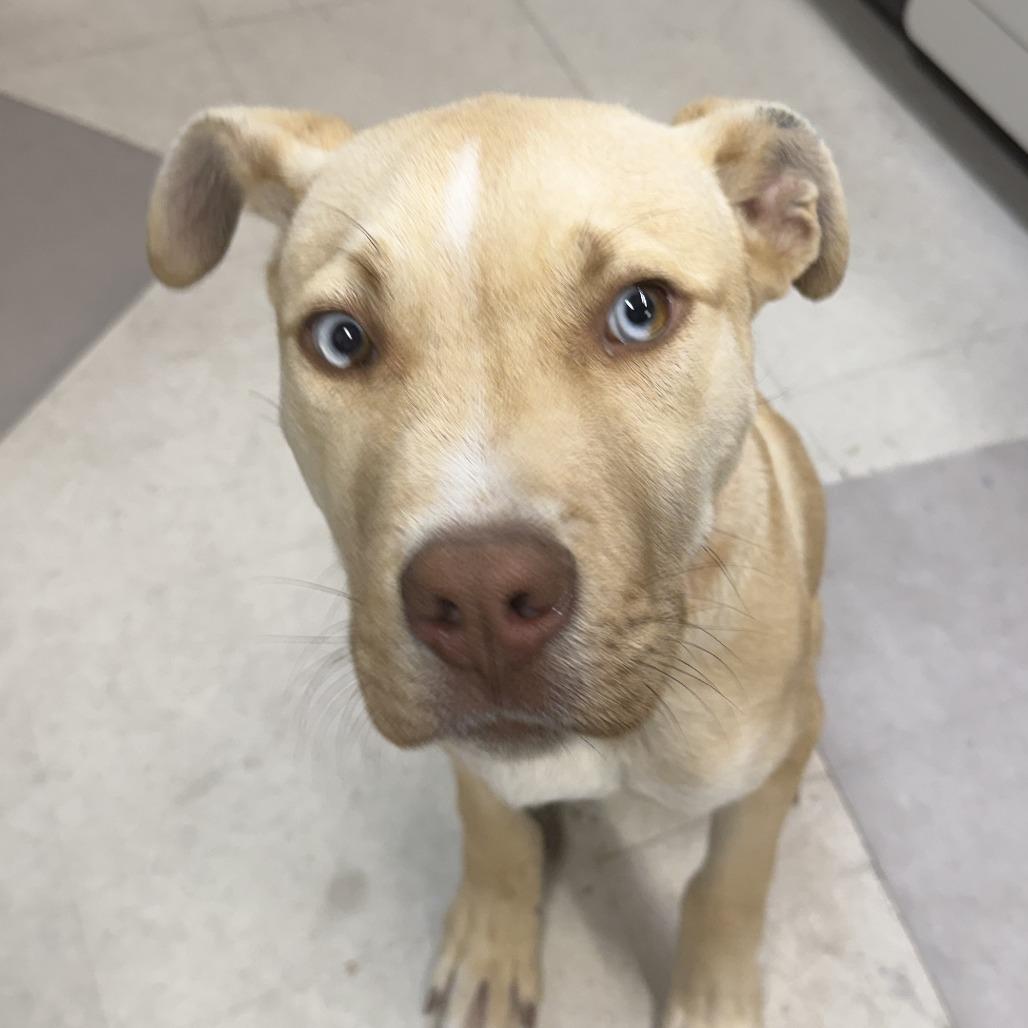 MJ, Adoptable, Young Male Pit Bull Terrier.