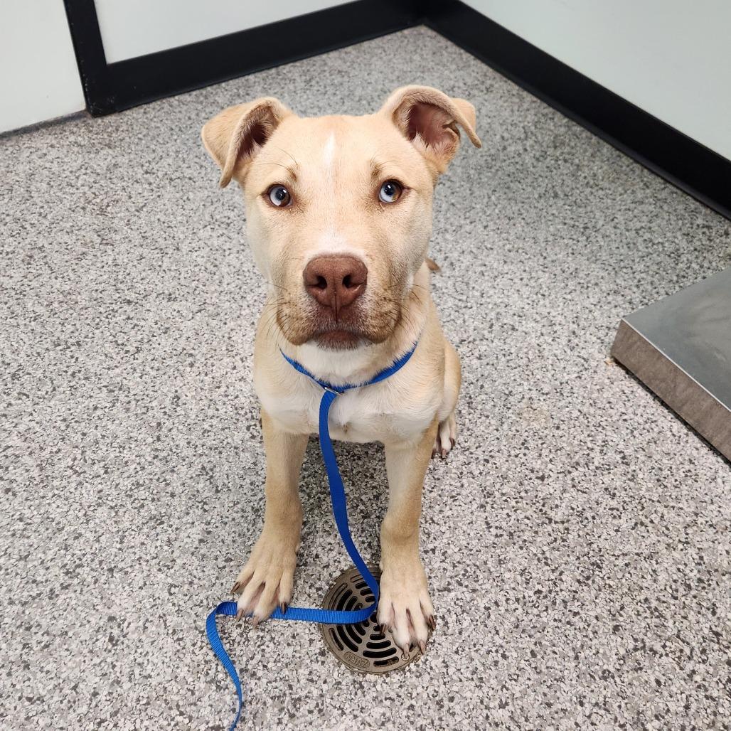 Enlarge MJ, a Adoptable Pit Bull Terrier in Saskatoon, SK image 2/3