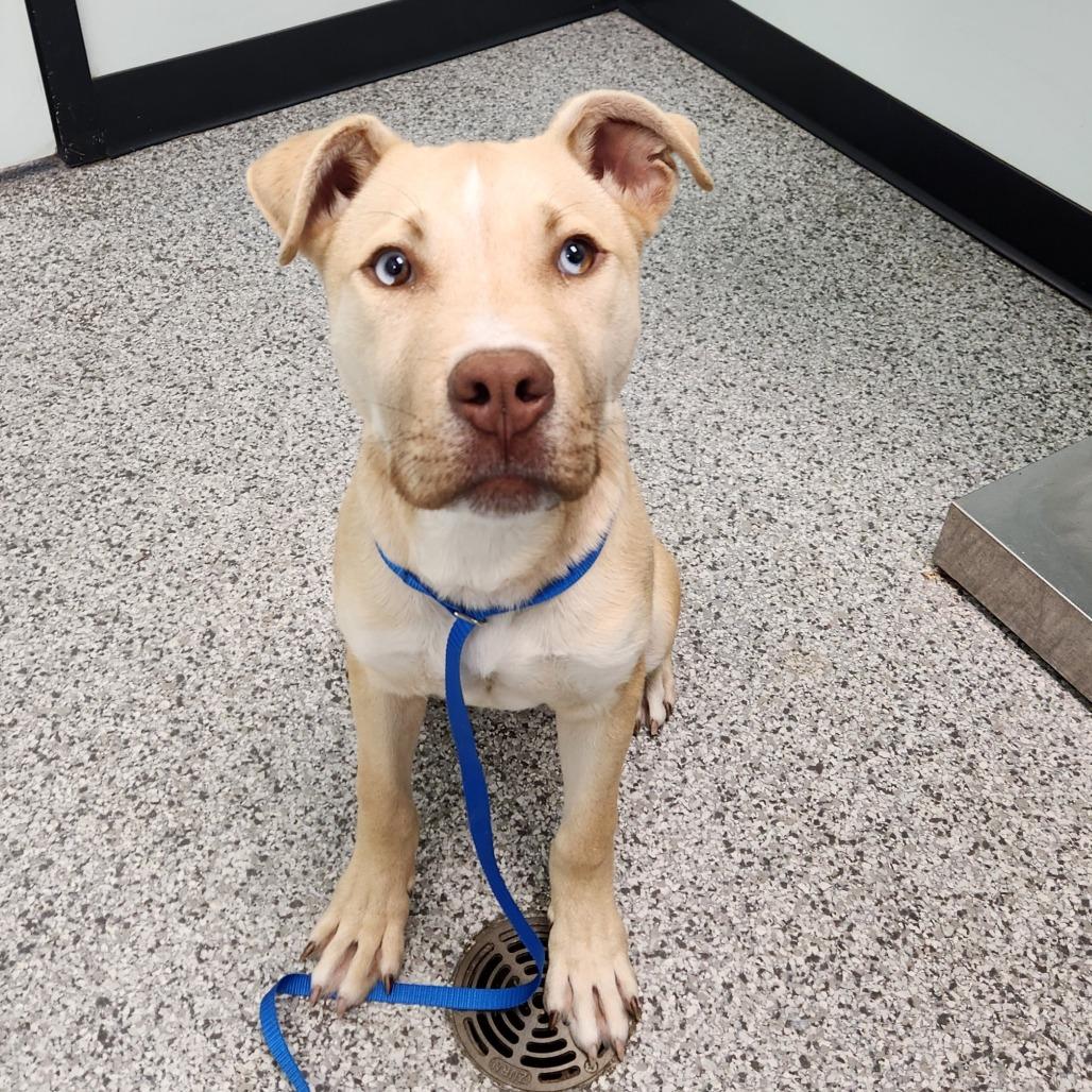 Enlarge MJ, a Adoptable Pit Bull Terrier in Saskatoon, SK image 3/3
