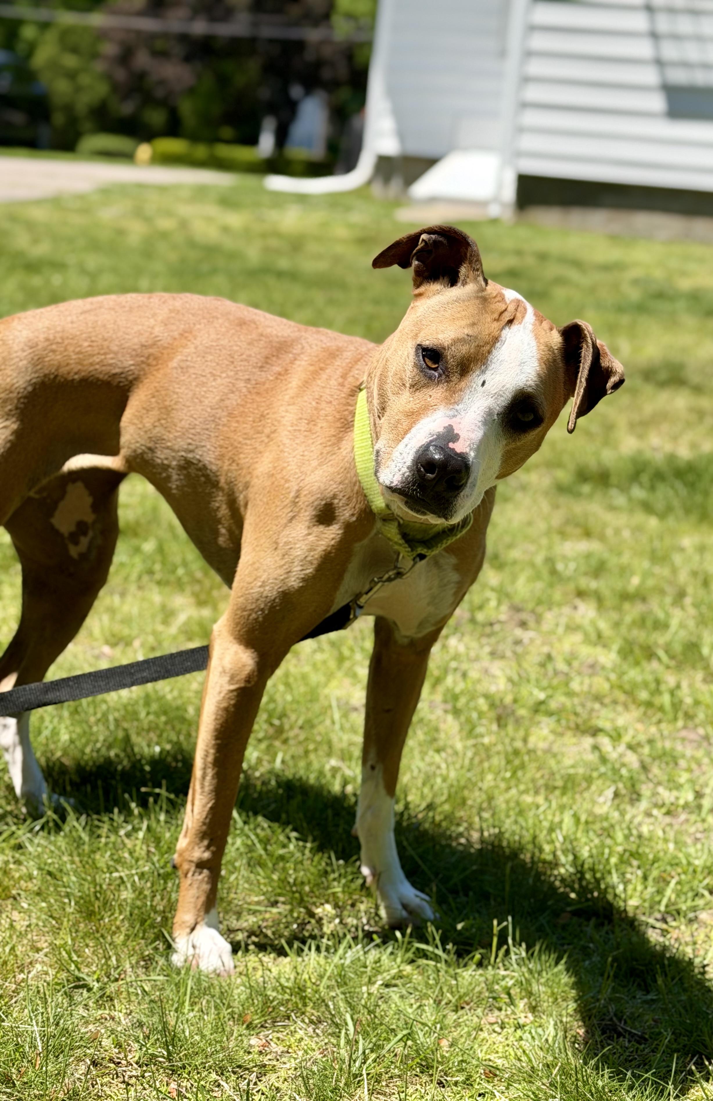 Enlarge Ellie, a Adoptable Mixed Breed in Pembroke, MA image 6/6