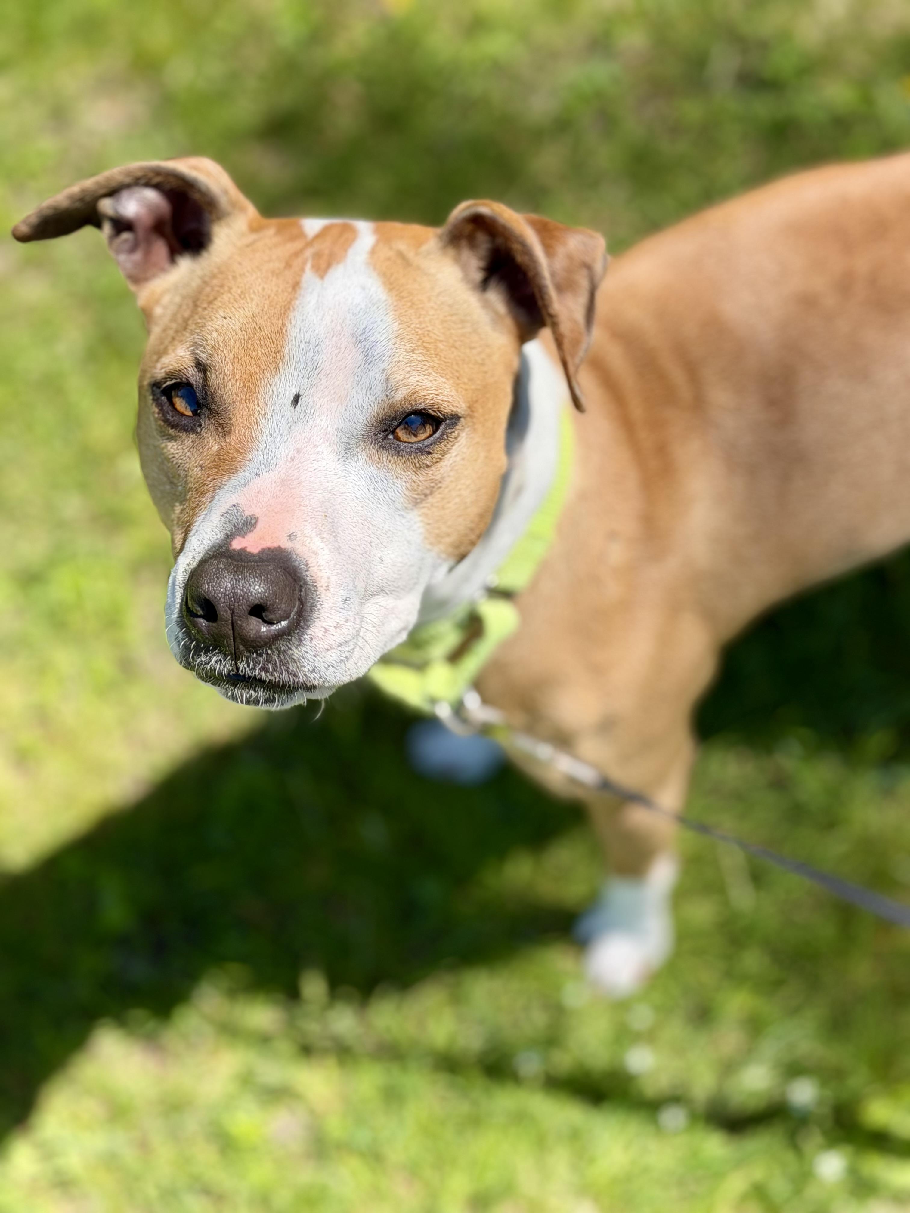 Enlarge Ellie, a Adoptable Mixed Breed in Pembroke, MA image 4/6