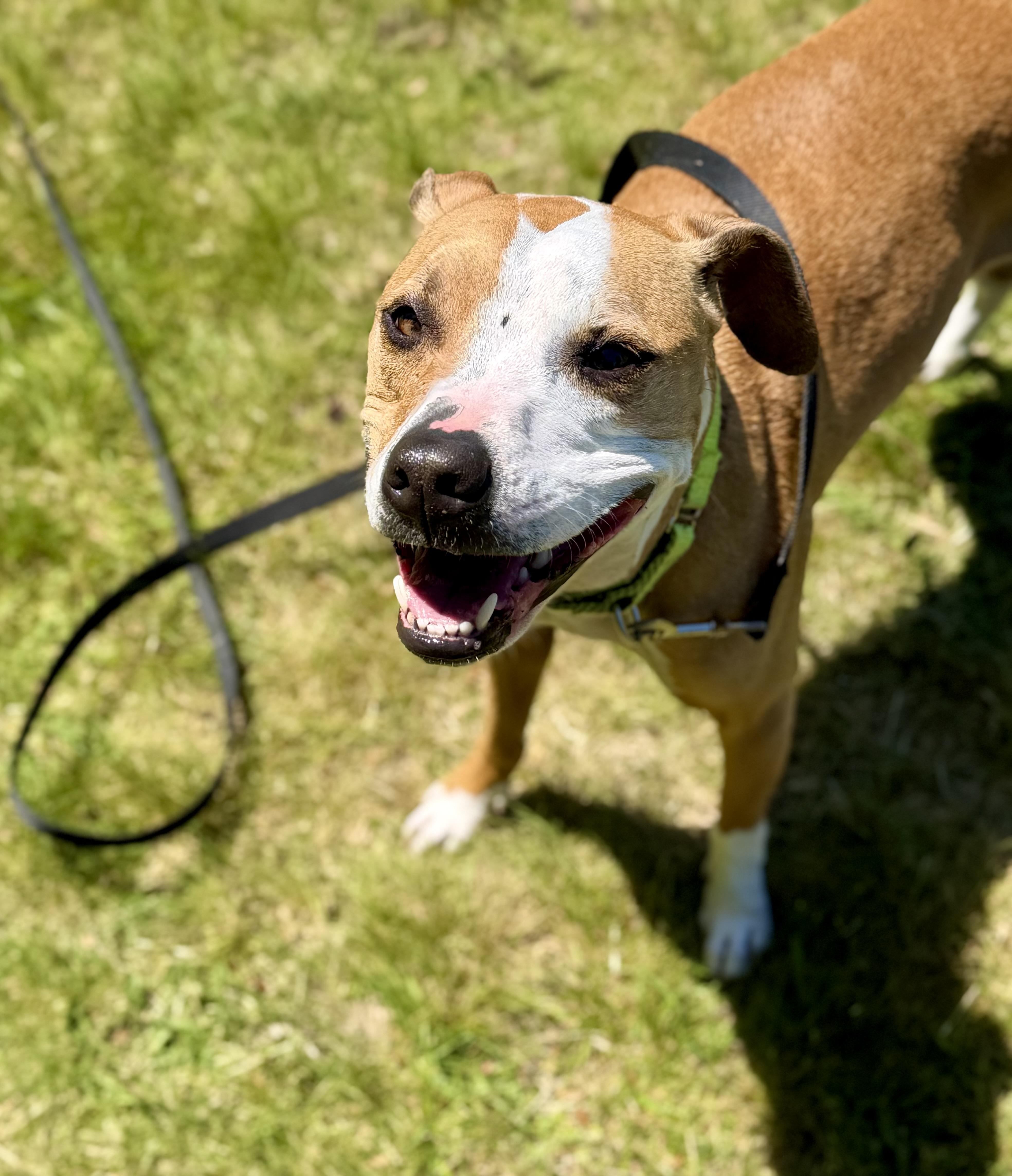 Enlarge Ellie, a Adoptable Mixed Breed in Pembroke, MA image 1/6
