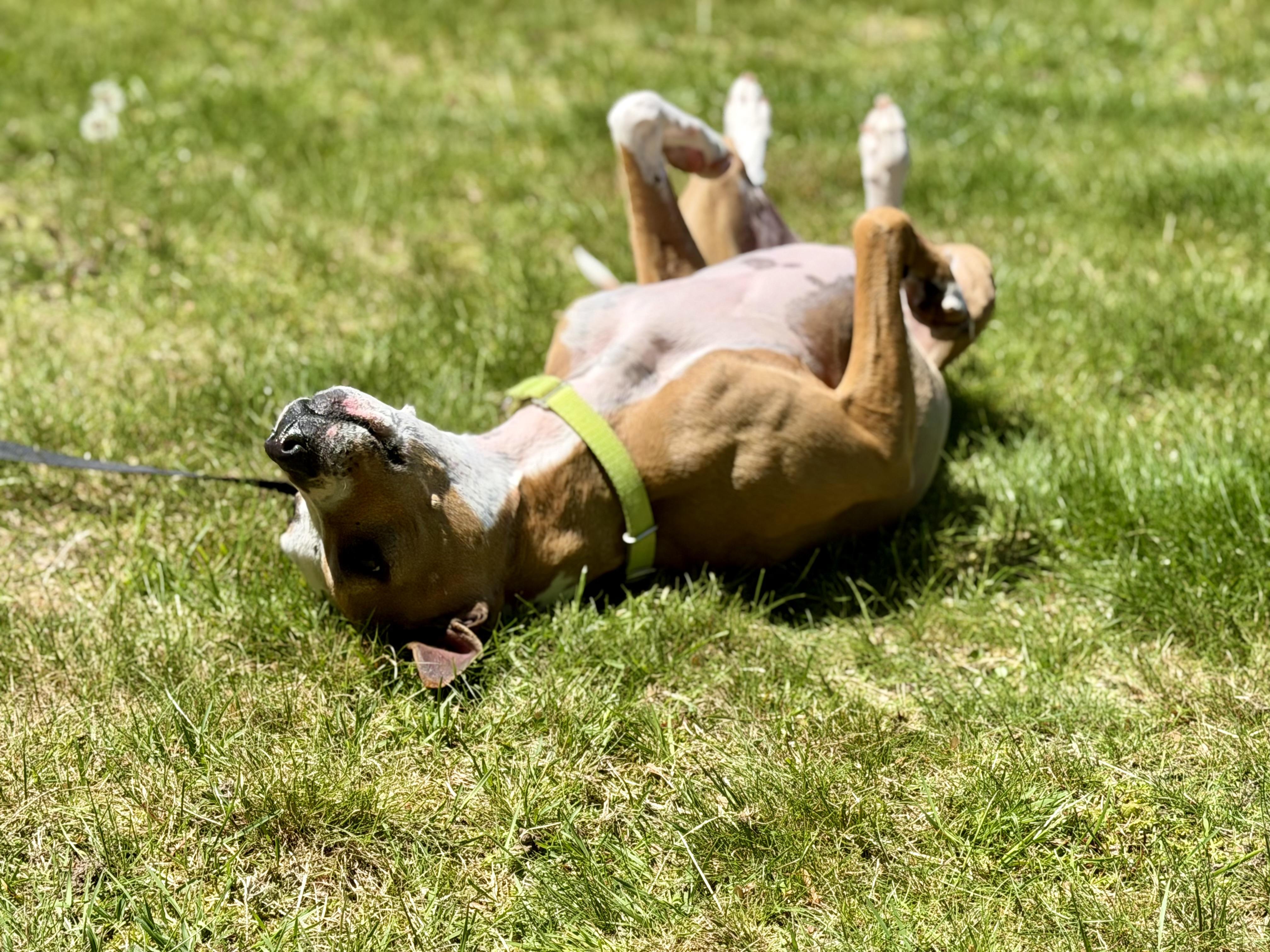 Enlarge Ellie, a Adoptable Mixed Breed in Pembroke, MA image 3/6