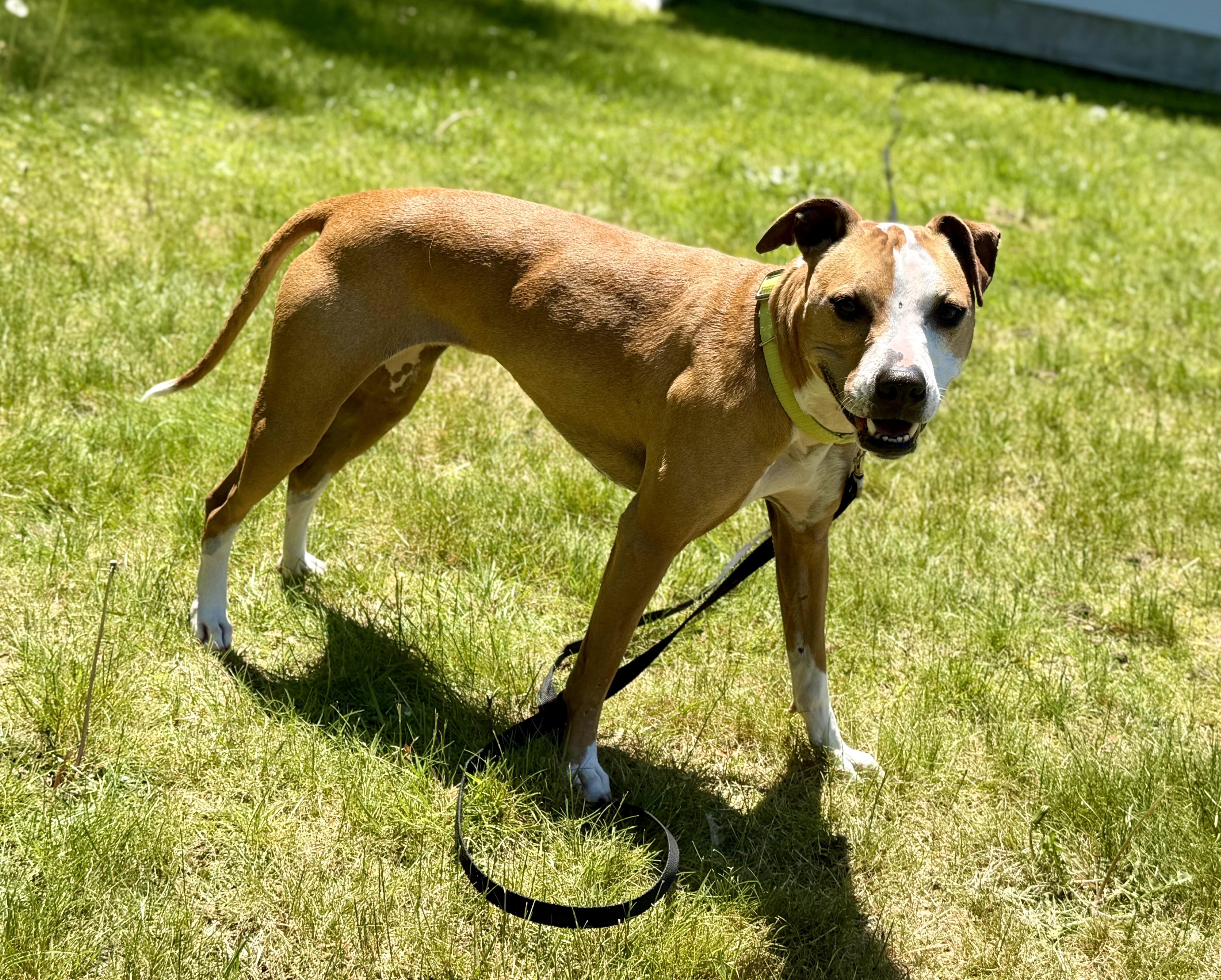Enlarge Ellie, a Adoptable Mixed Breed in Pembroke, MA image 5/6