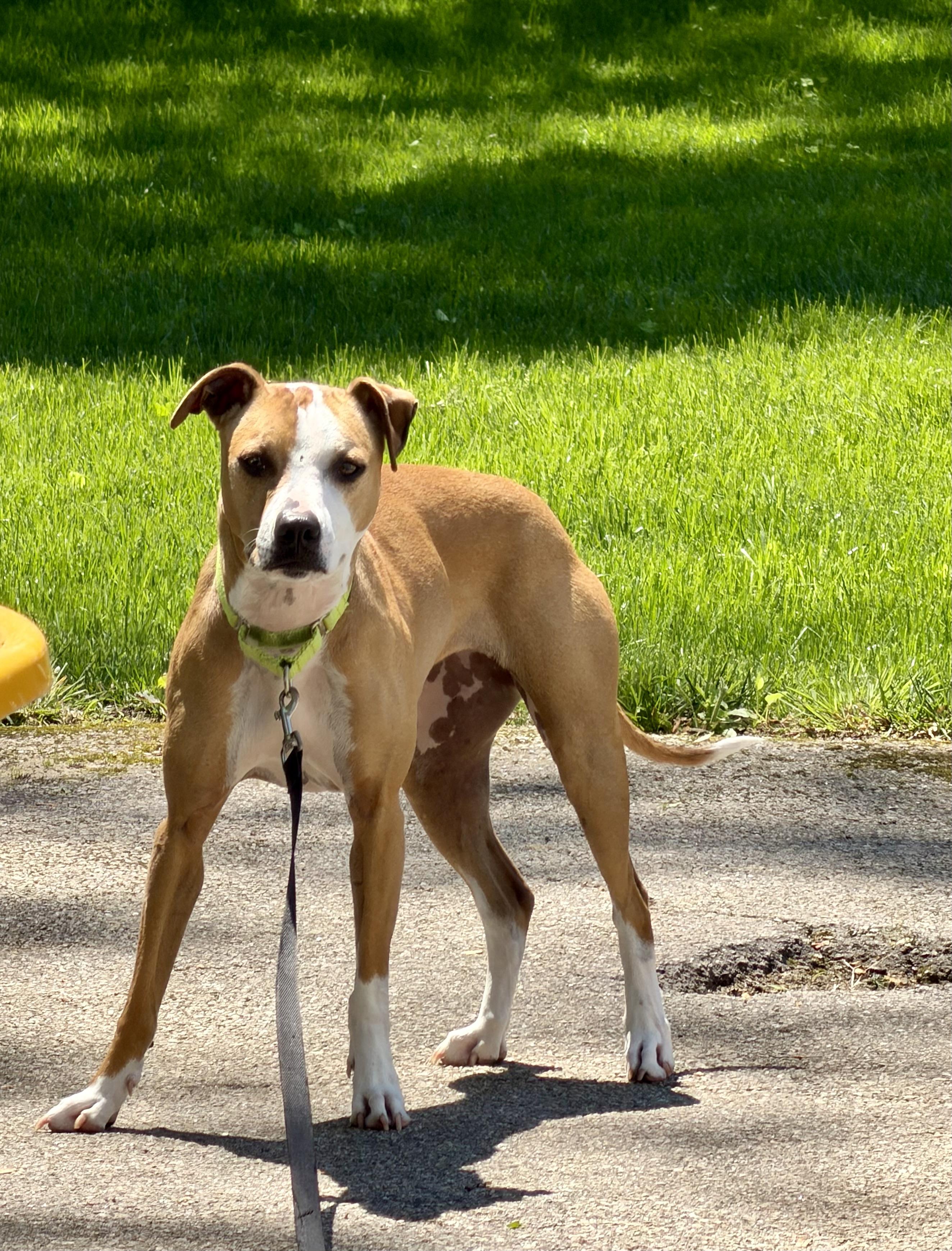 Enlarge Ellie, a Adoptable Mixed Breed in Pembroke, MA image 2/6