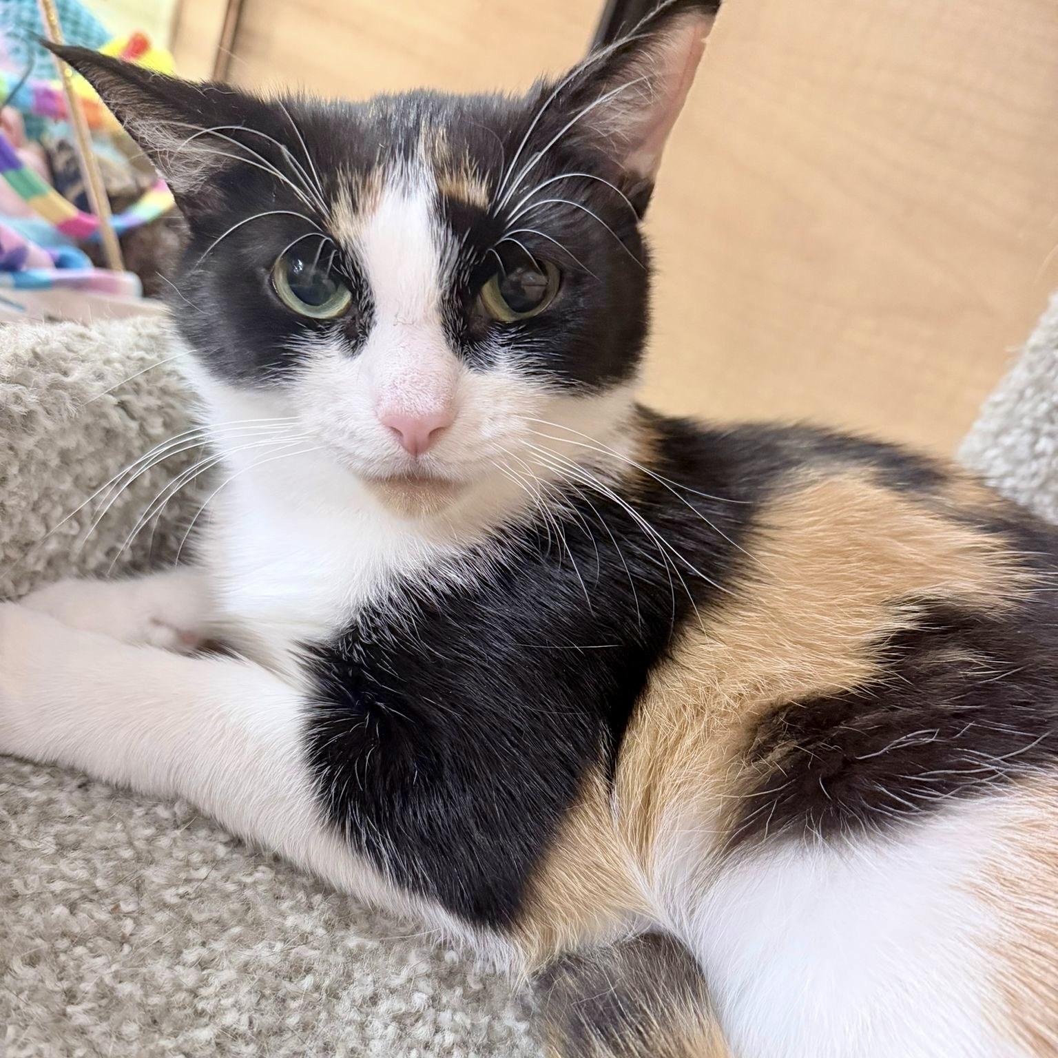 Brie (bonded with Merlot), ADOPTABLE, Young Female Calico & Domestic Short Hair.